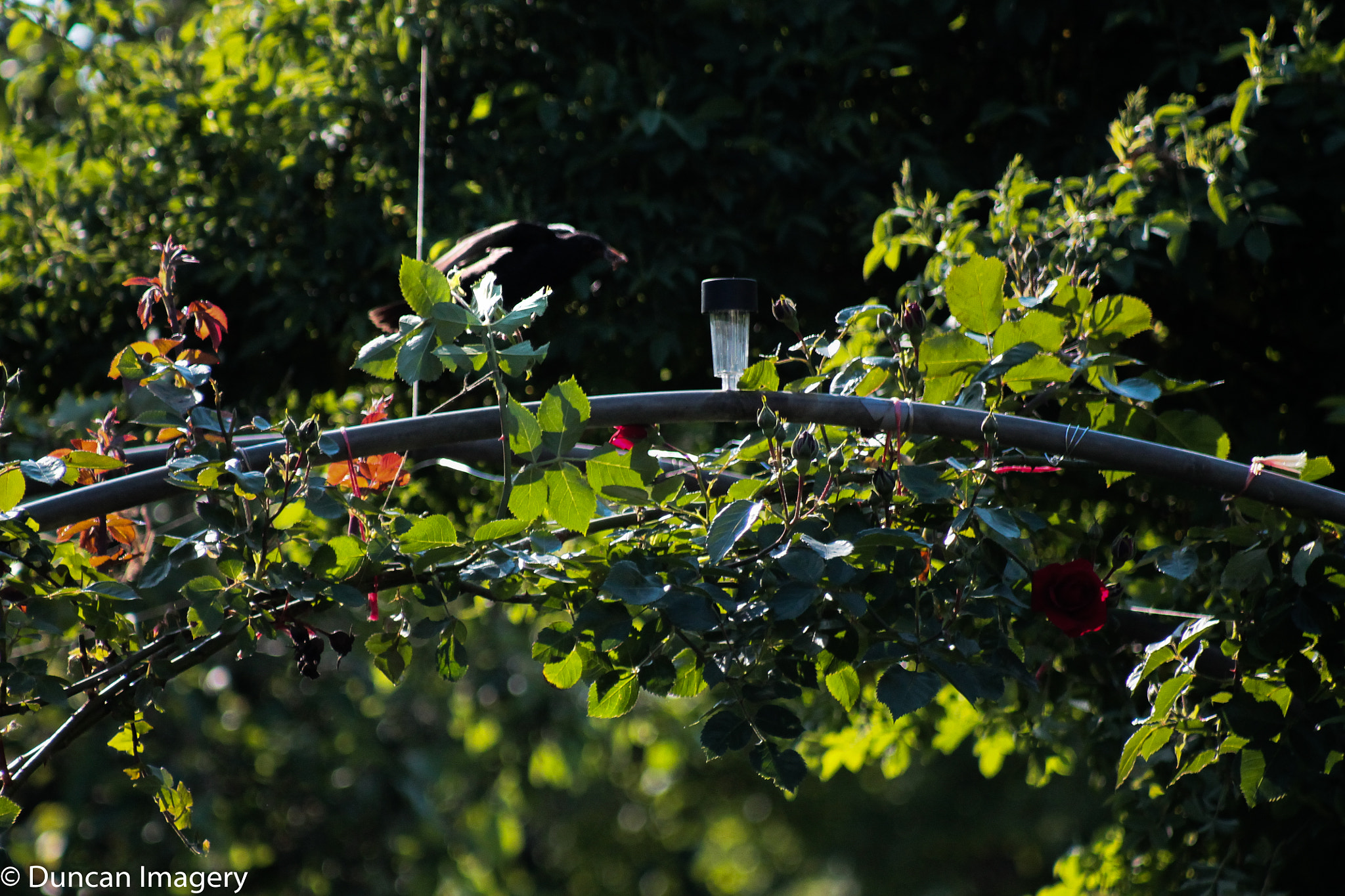 Canon EOS 1100D (EOS Rebel T3 / EOS Kiss X50) + Canon EF 80-200mm F4.5-5.6 II sample photo. Spring garden with bird photography