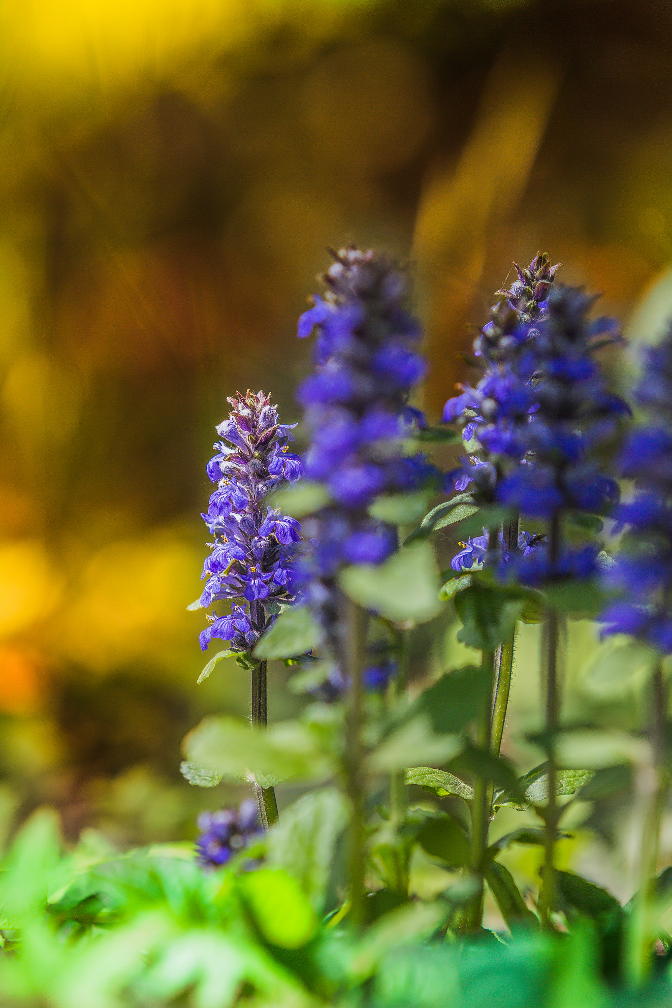 Canon EOS-1D Mark IV sample photo. Pflanzen photography