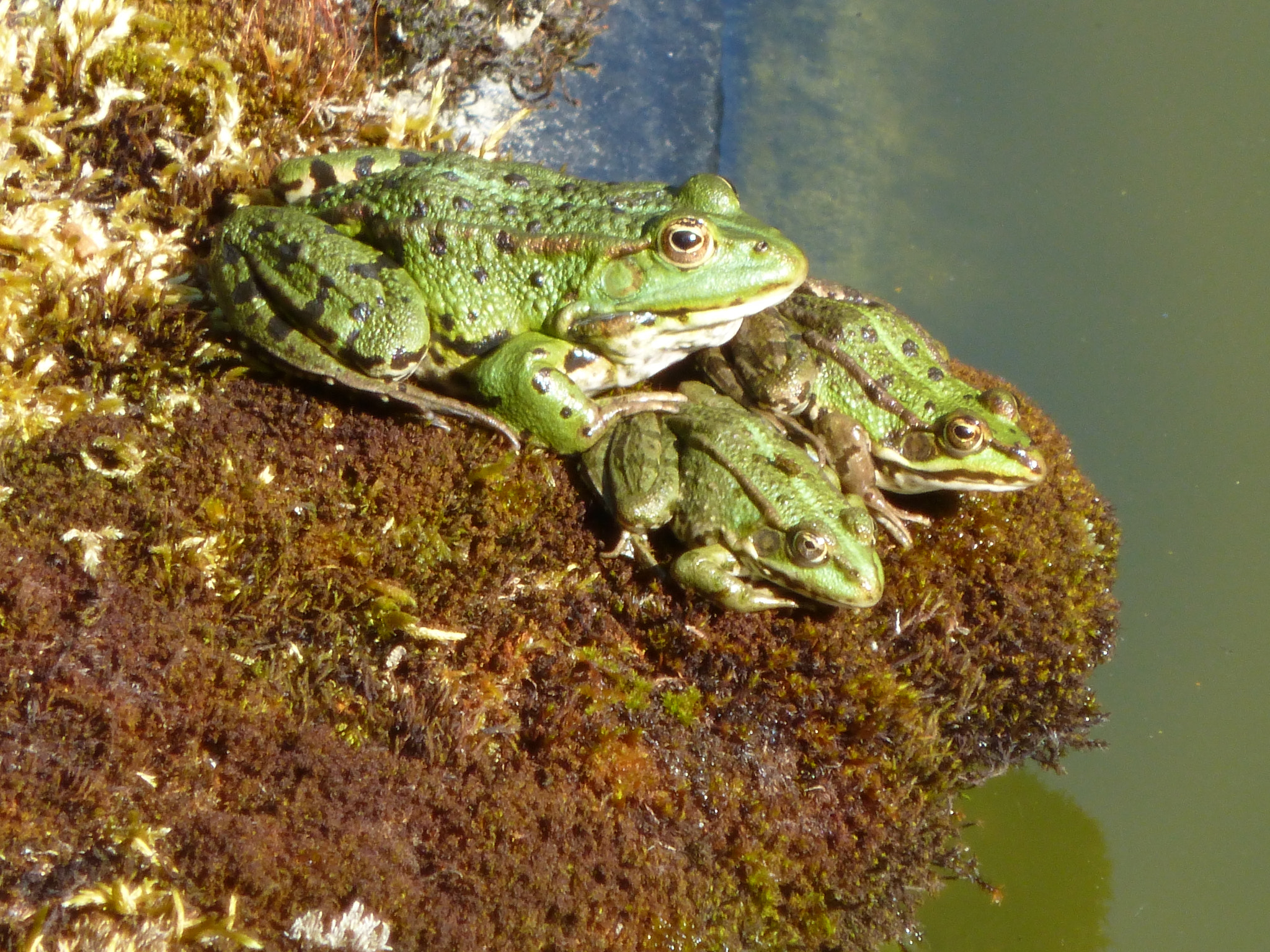 Panasonic DMC-SZ9 sample photo. Famille grenouille prenant le soleil photography