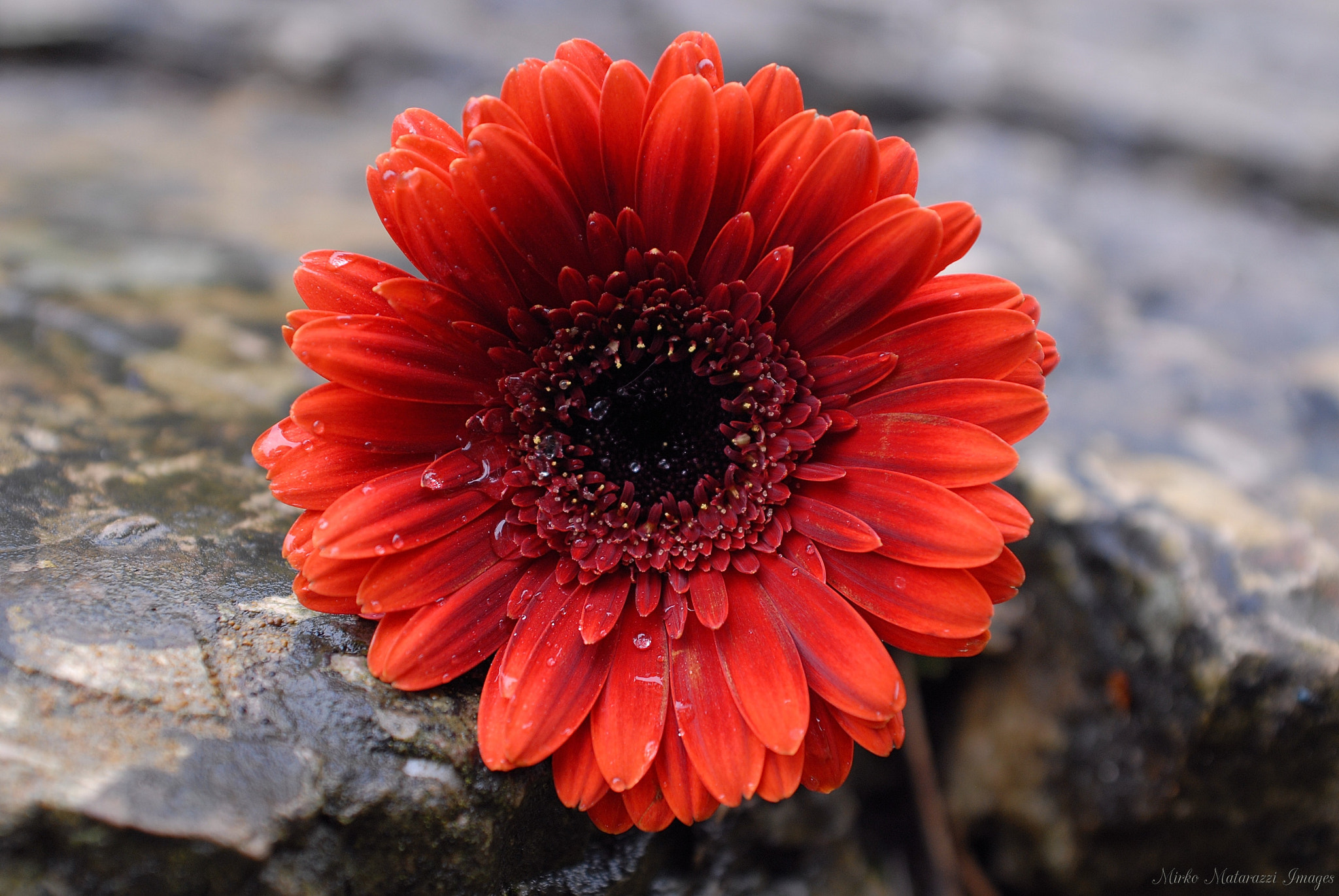 AF Zoom-Nikkor 28-85mm f/3.5-4.5 sample photo. Red in stone photography