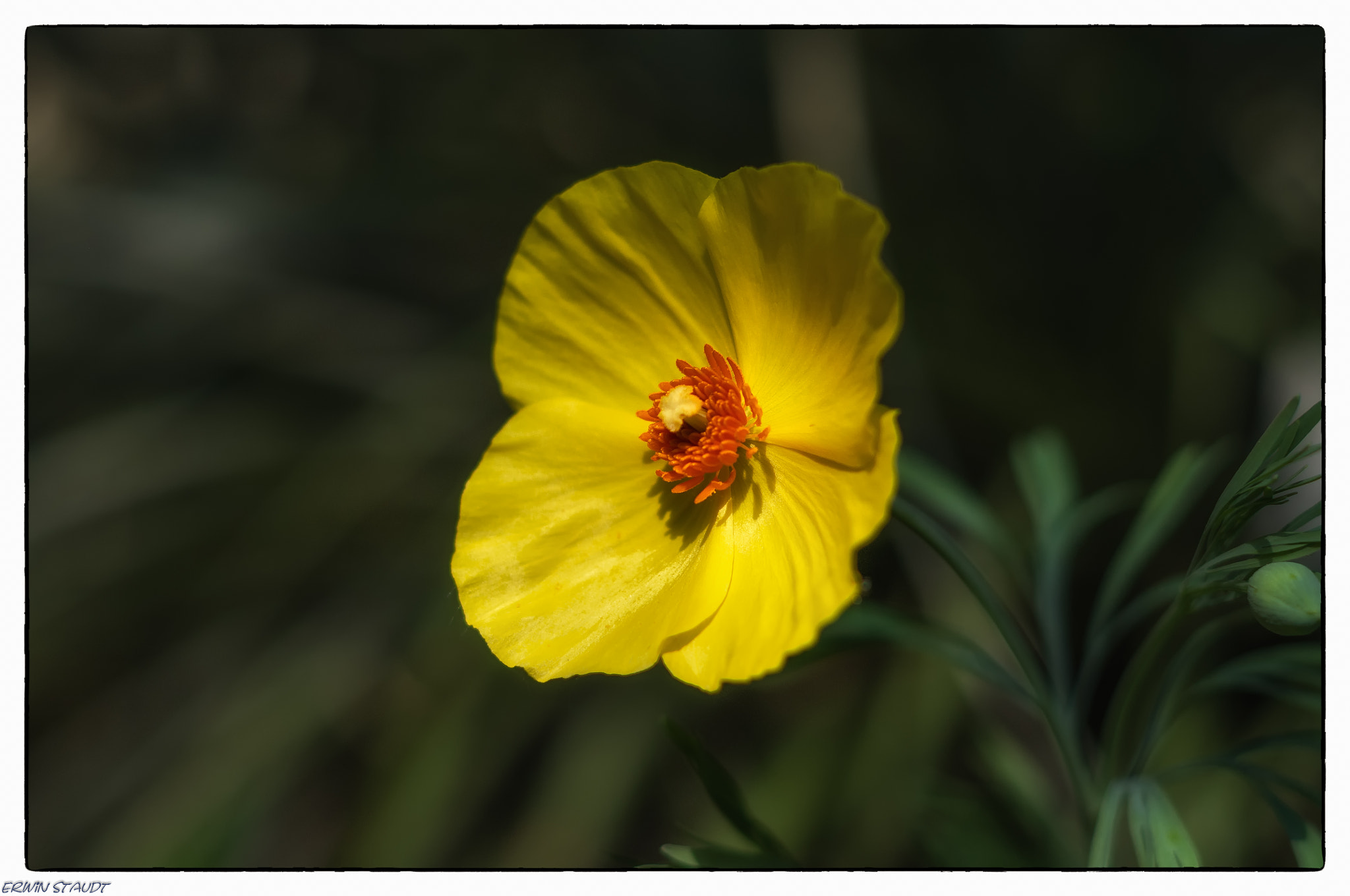 Pentax K-x + Pentax smc DA 50mm F1.8 sample photo. Yellow beautie photography