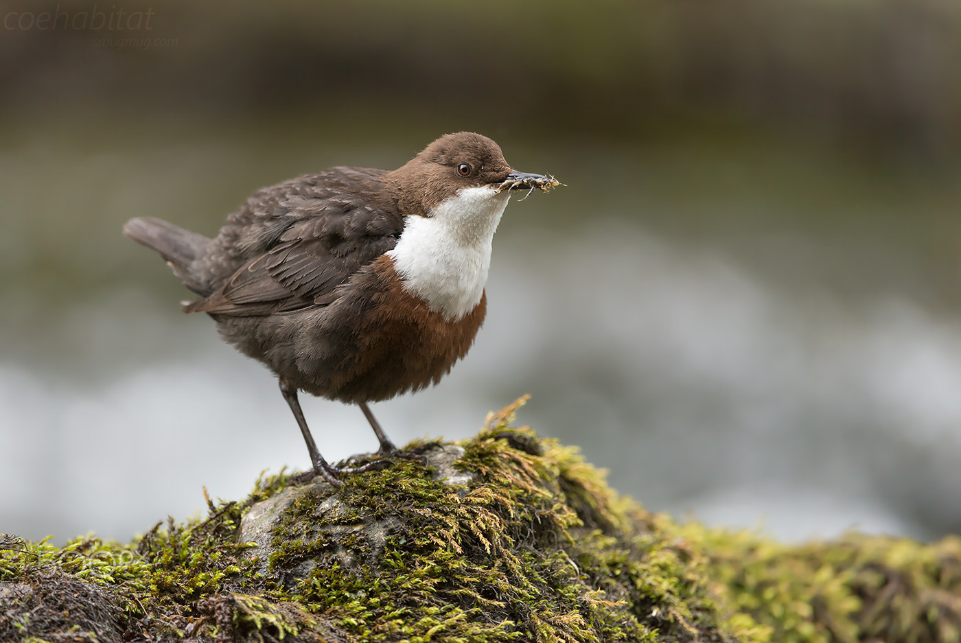Nikon AF-S Nikkor 200-400mm F4G ED-IF VR sample photo. Fluffed up dipper photography