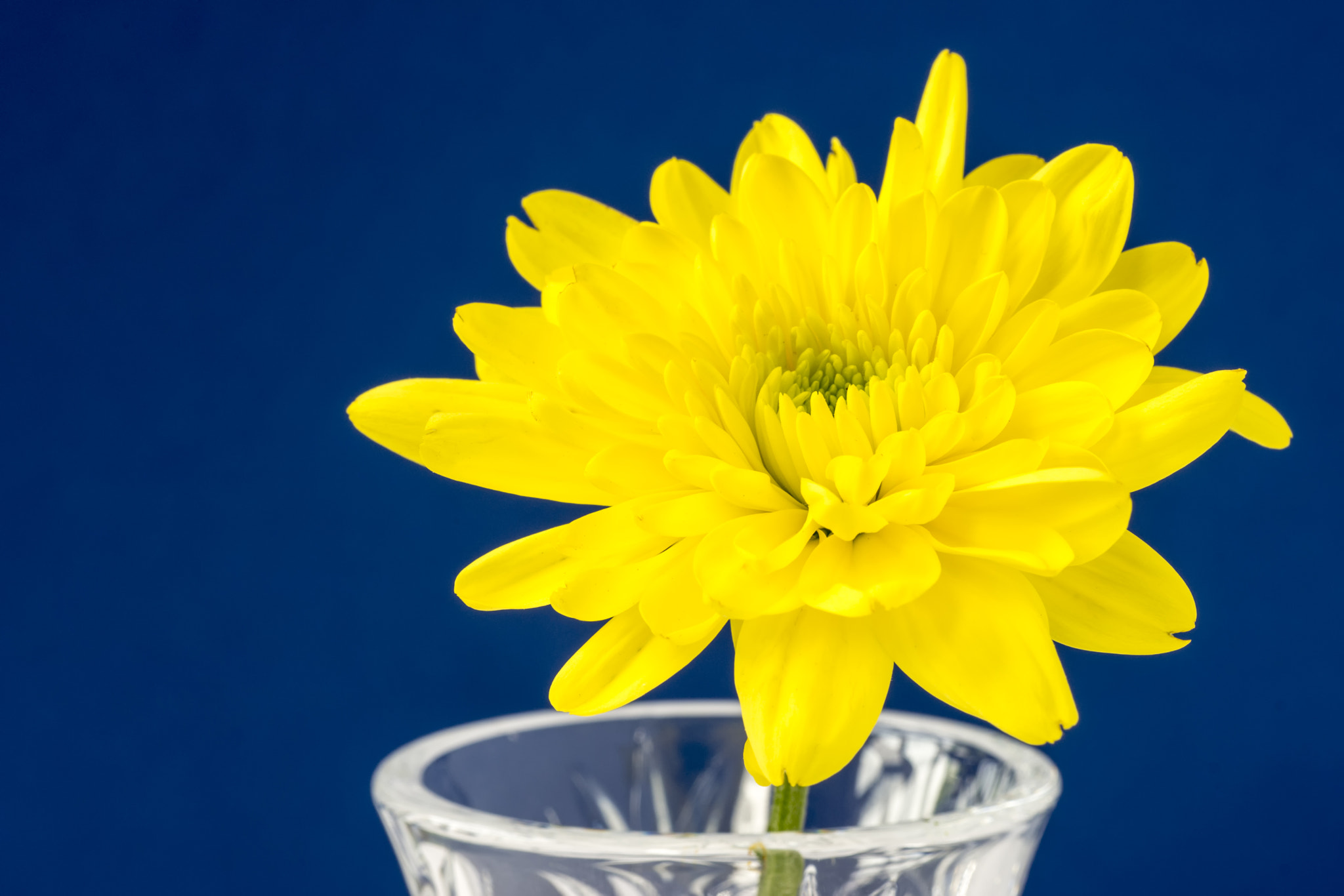 Sony a99 II + Minolta AF 100mm F2.8 Macro [New] sample photo. Yellow chrysnthemum photography