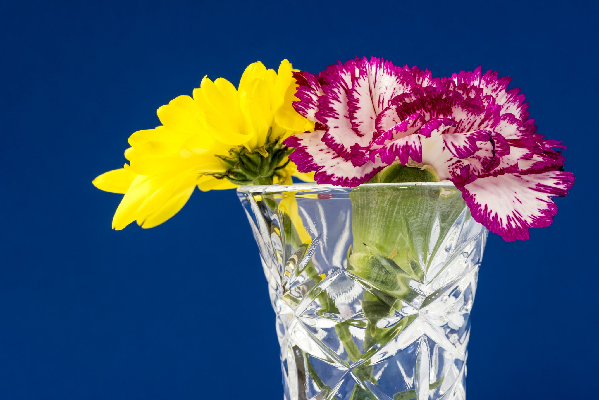 Sony a99 II + Minolta AF 100mm F2.8 Macro [New] sample photo. Yellow chrysanthemum - pink carnation photography