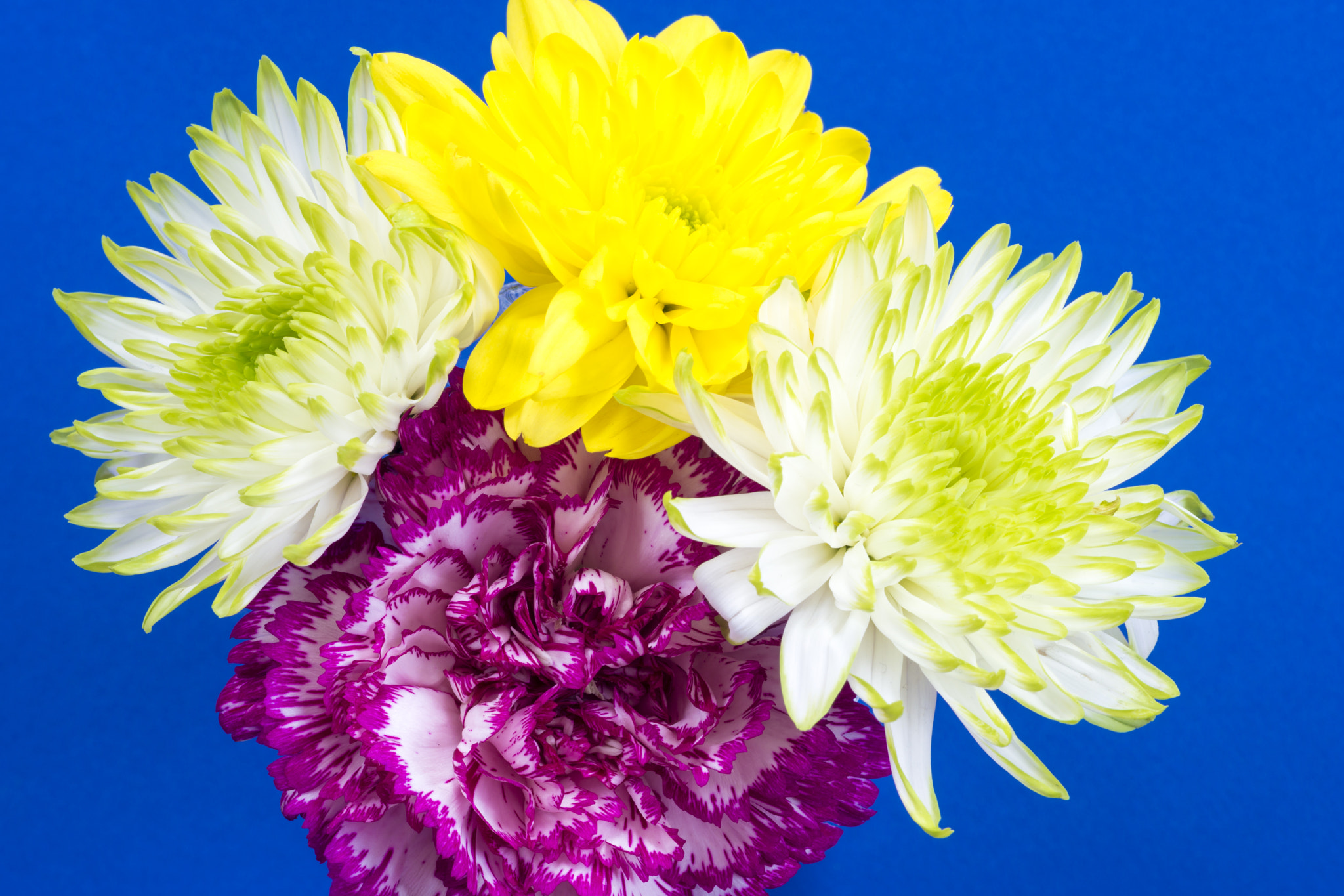 Sony a99 II + Minolta AF 100mm F2.8 Macro [New] sample photo. Carnation and chrysanthemums photography