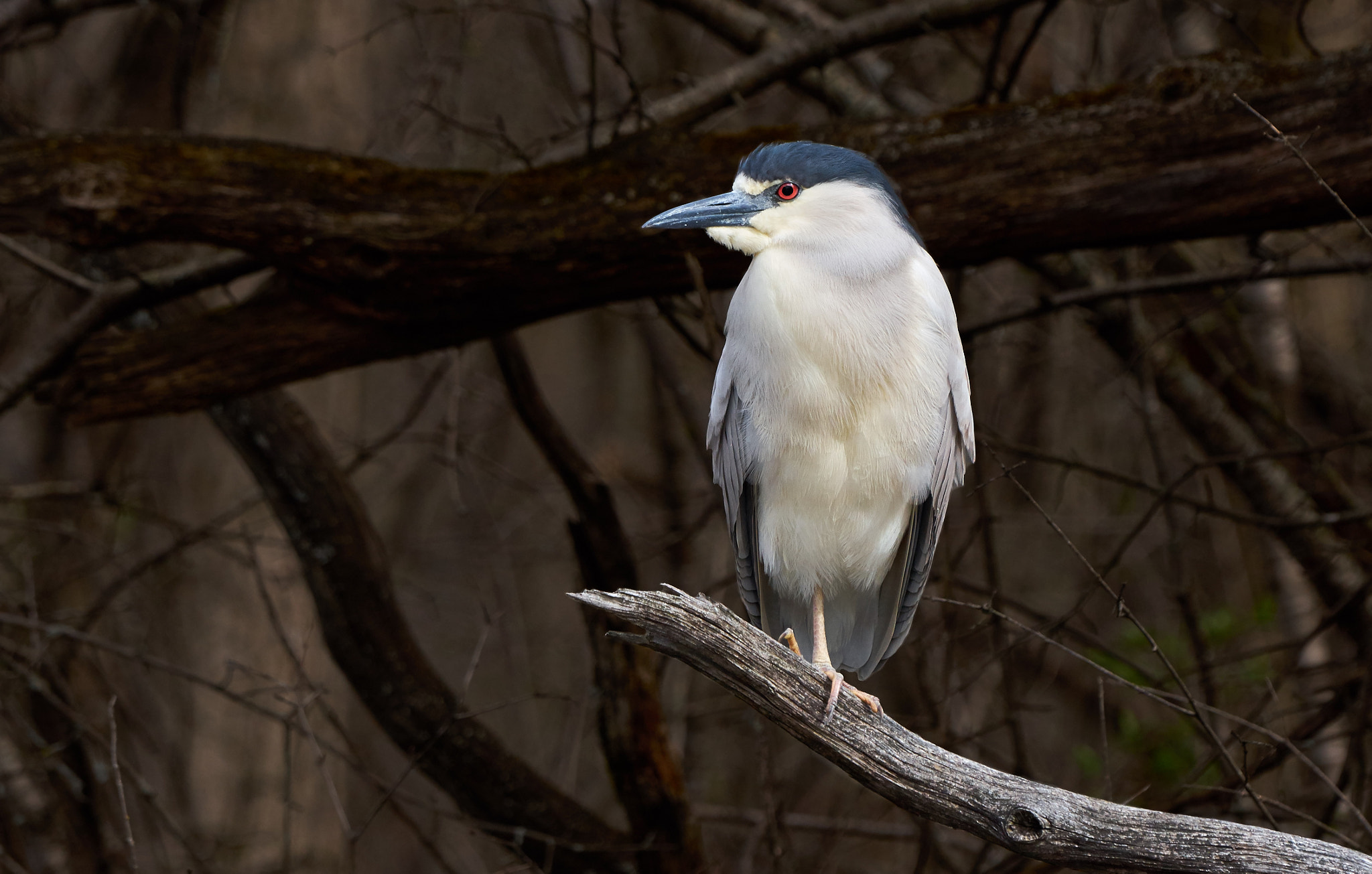 Sony ILCA-77M2 + Sony 70-400mm F4-5.6 G SSM II sample photo. Black crowned night heron photography