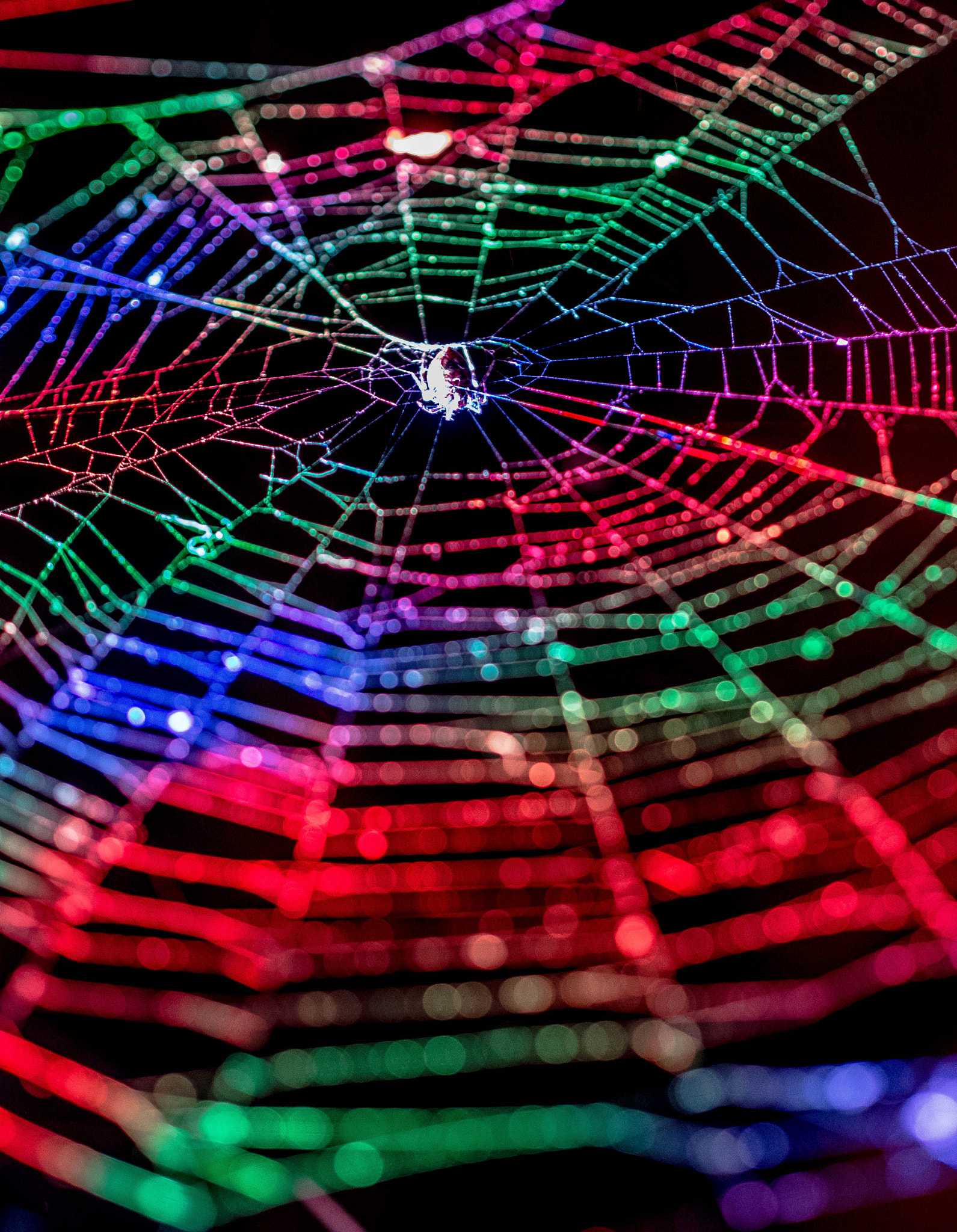 Olympus PEN E-PM2 sample photo. Spiderweb of rainbow photography