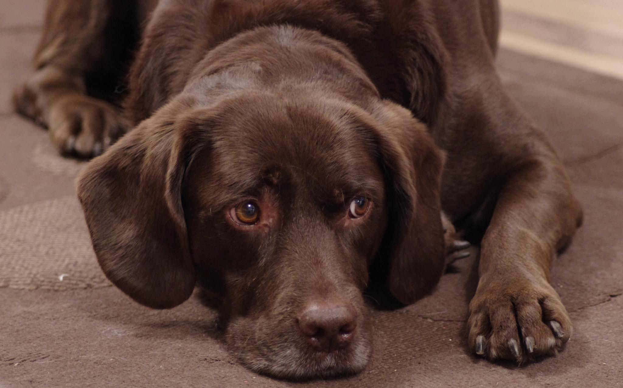 Pentax K-5 + Tamron AF 70-300mm F4-5.6 Di LD Macro sample photo. Relaxing dog  photography