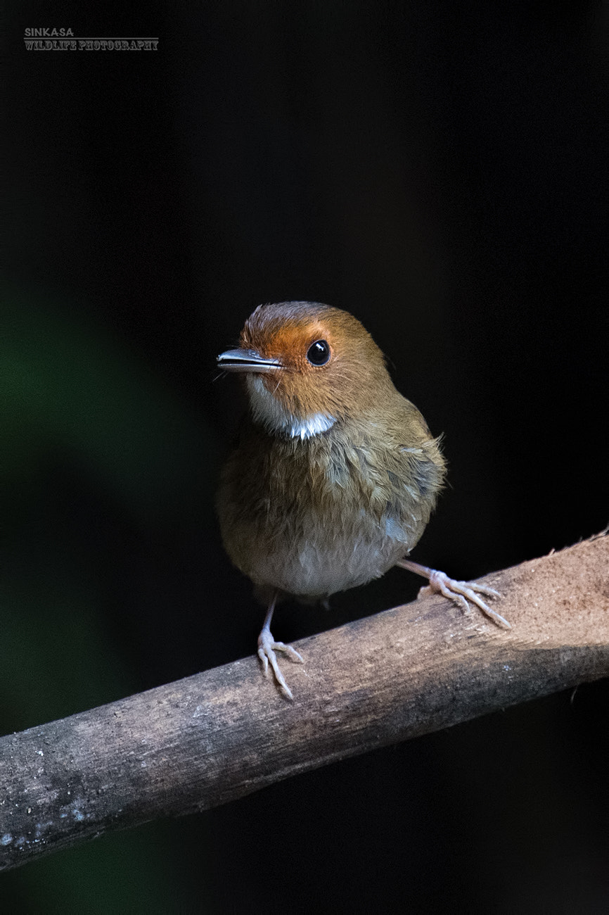 Nikon Nikkor AF-S 300mm F4E PF ED VR sample photo. Rufous browed flycatcher. photography