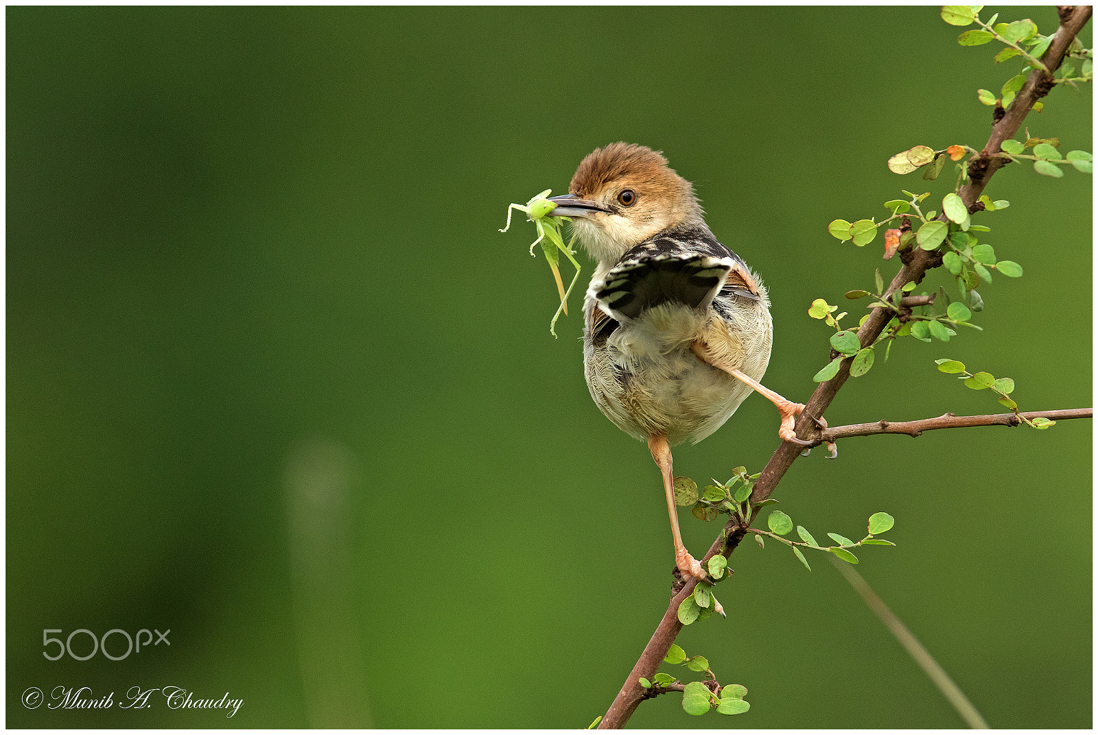 Canon EF 600mm f/4L IS sample photo. The tiny hunter! photography