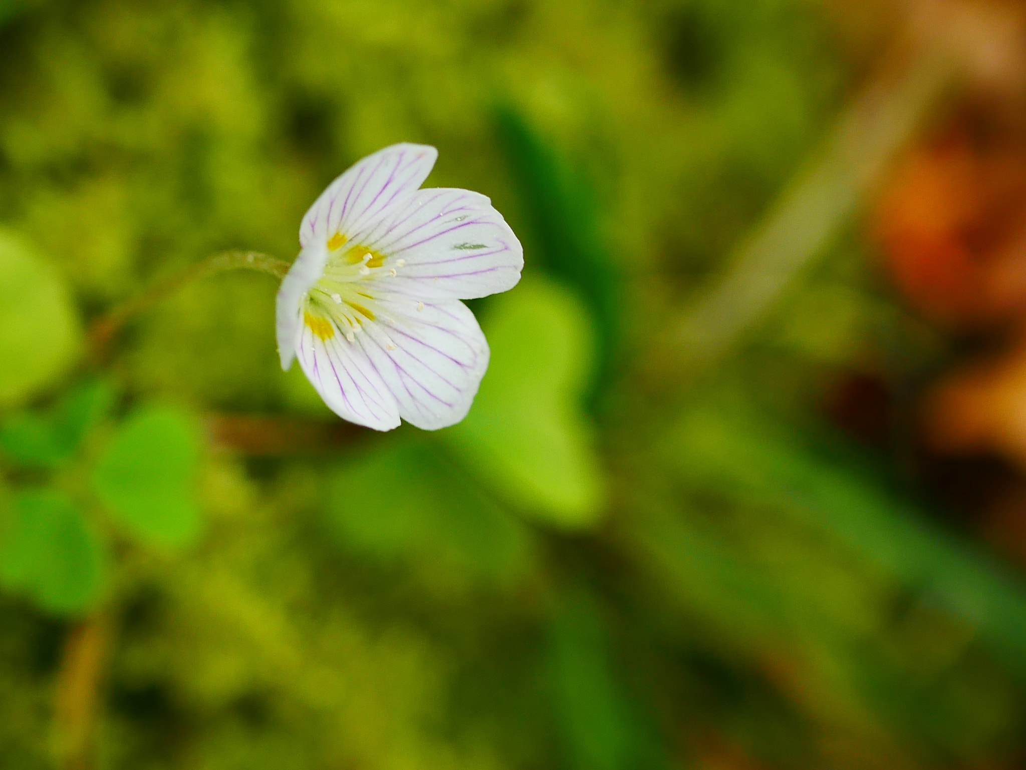 Panasonic Lumix G Macro 30mm F2.8 ASPH Mega OIS sample photo. Coucou photography