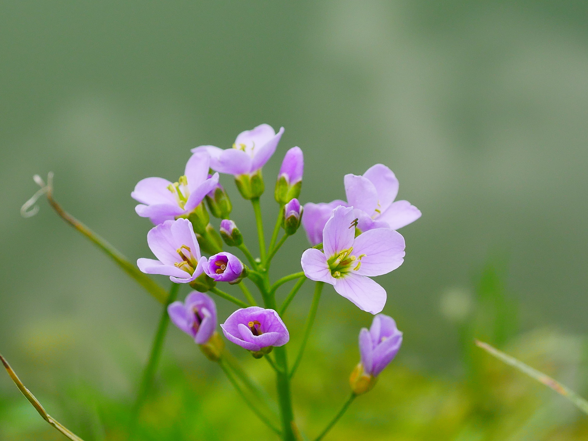 Panasonic Lumix G Macro 30mm F2.8 ASPH Mega OIS sample photo. Mauve photography
