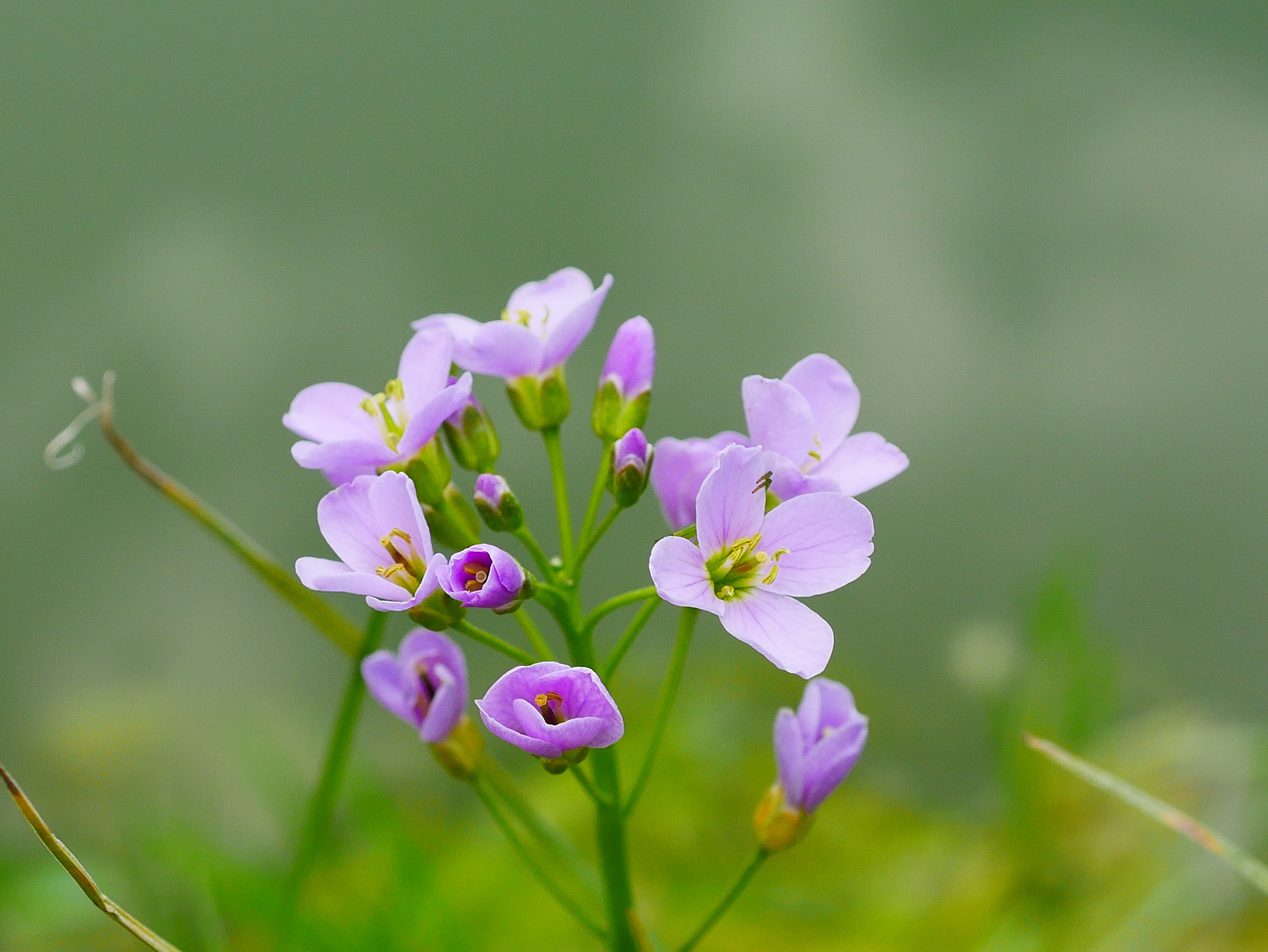 Panasonic DMC-G70 + Panasonic Lumix G Macro 30mm F2.8 ASPH Mega OIS sample photo. Mauve photography