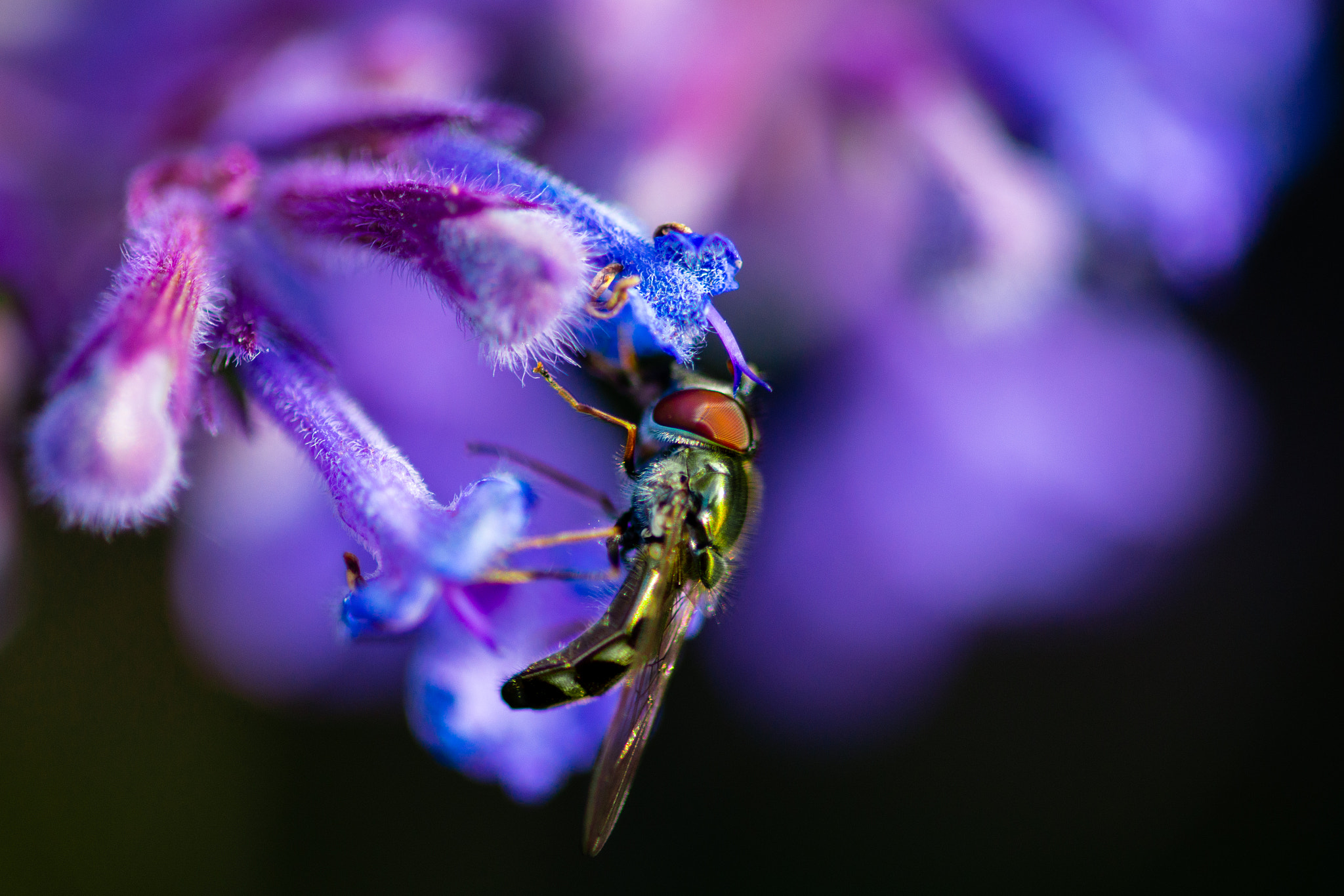 Nikon D800 + Nikon AF Micro-Nikkor 200mm F4D ED-IF sample photo. Beauty and the beast photography