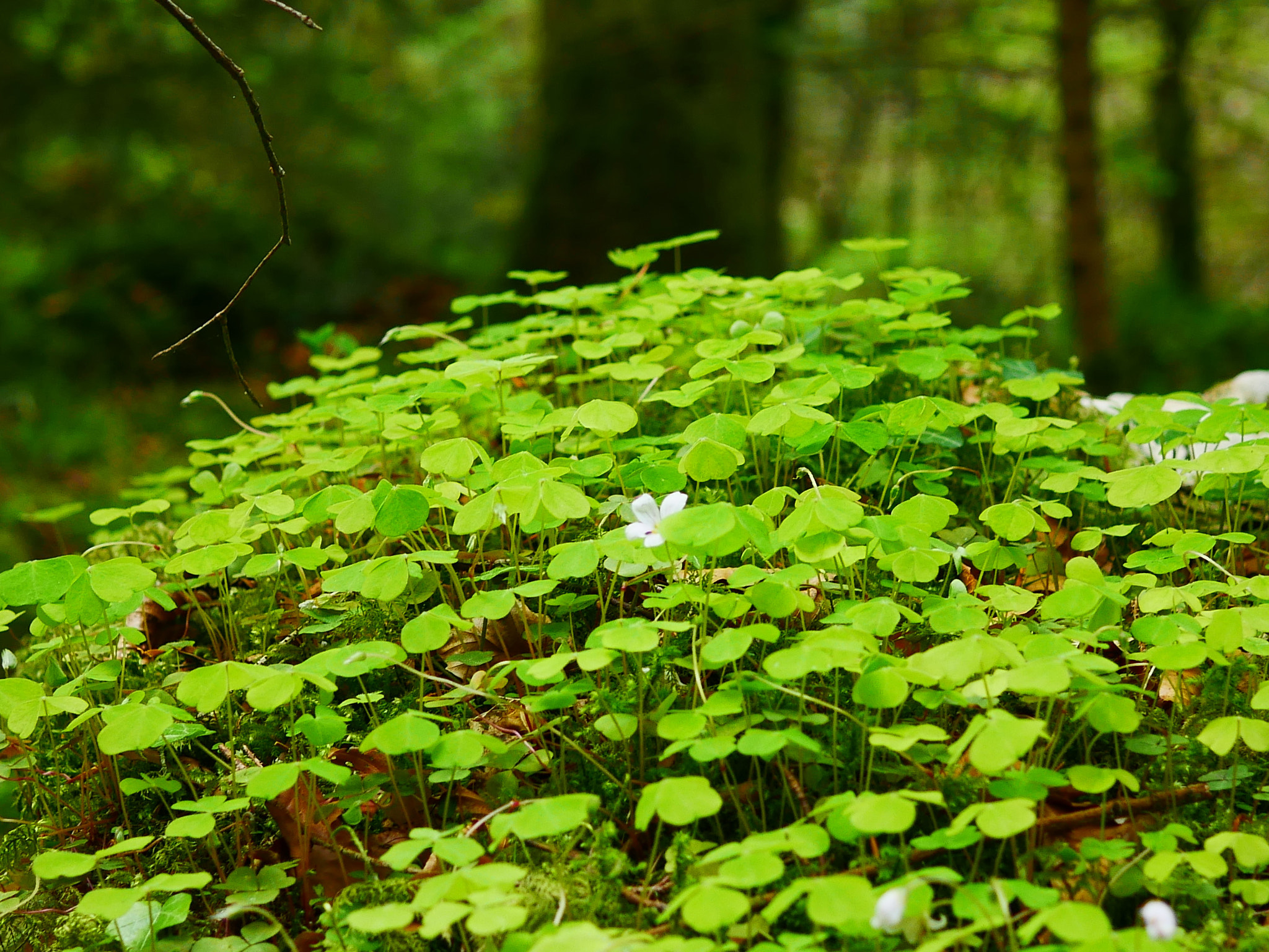 Panasonic DMC-G70 + Panasonic Lumix G Macro 30mm F2.8 ASPH Mega OIS sample photo. Sous bois photography