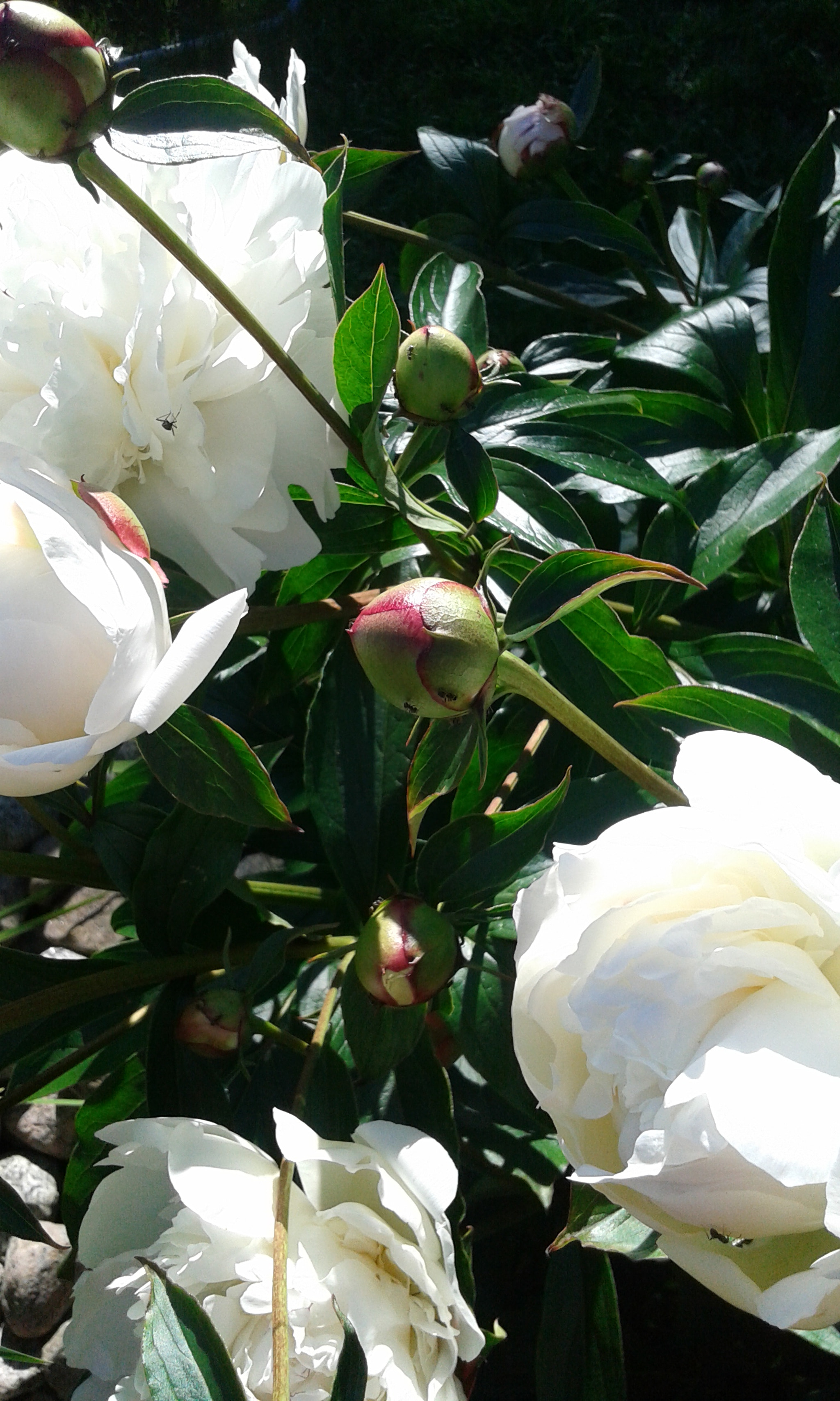 Samsung Galaxy Core Plus sample photo. Pioni photography