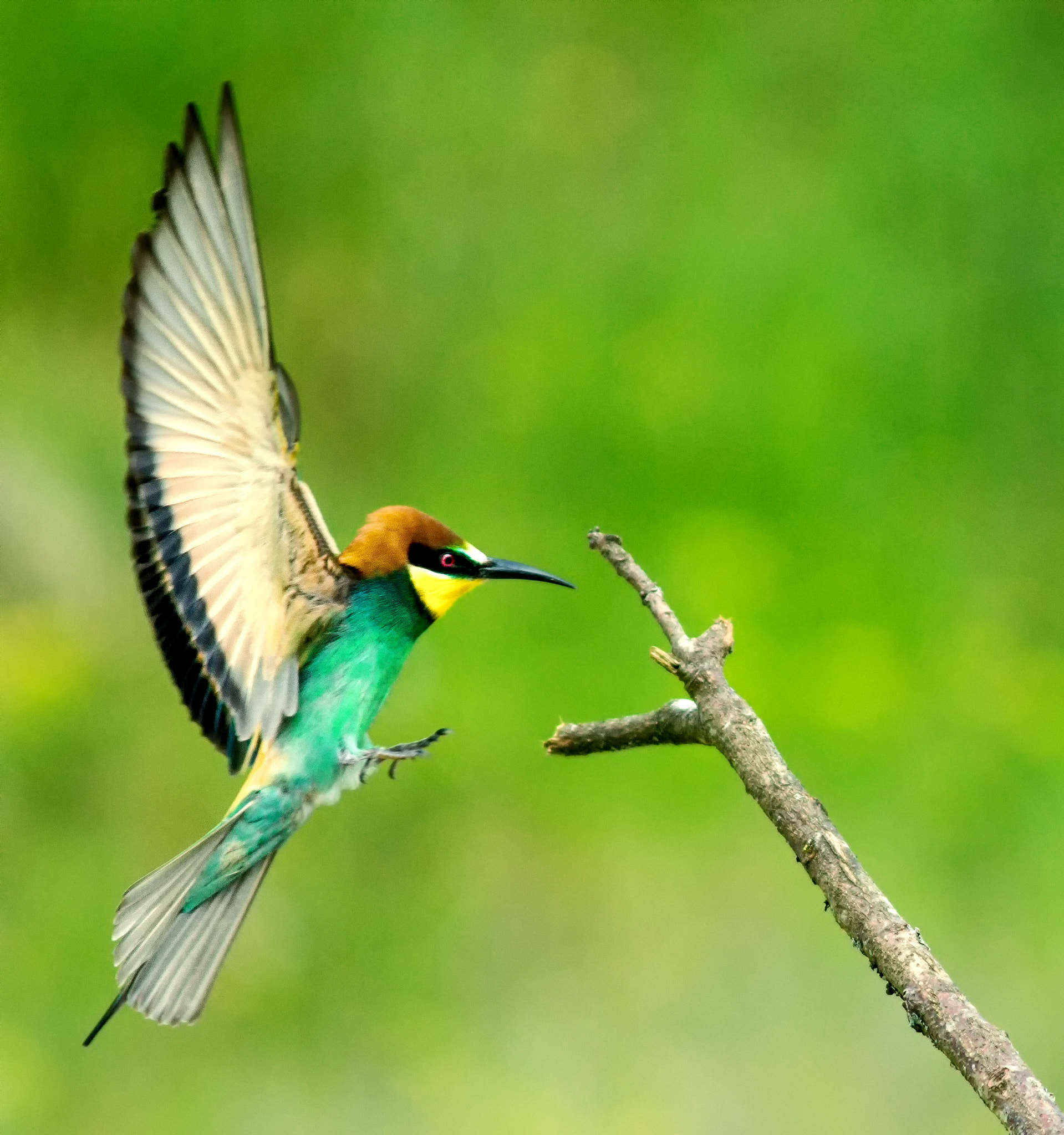Canon EF 300mm F4L IS USM sample photo. Bee-eater photography