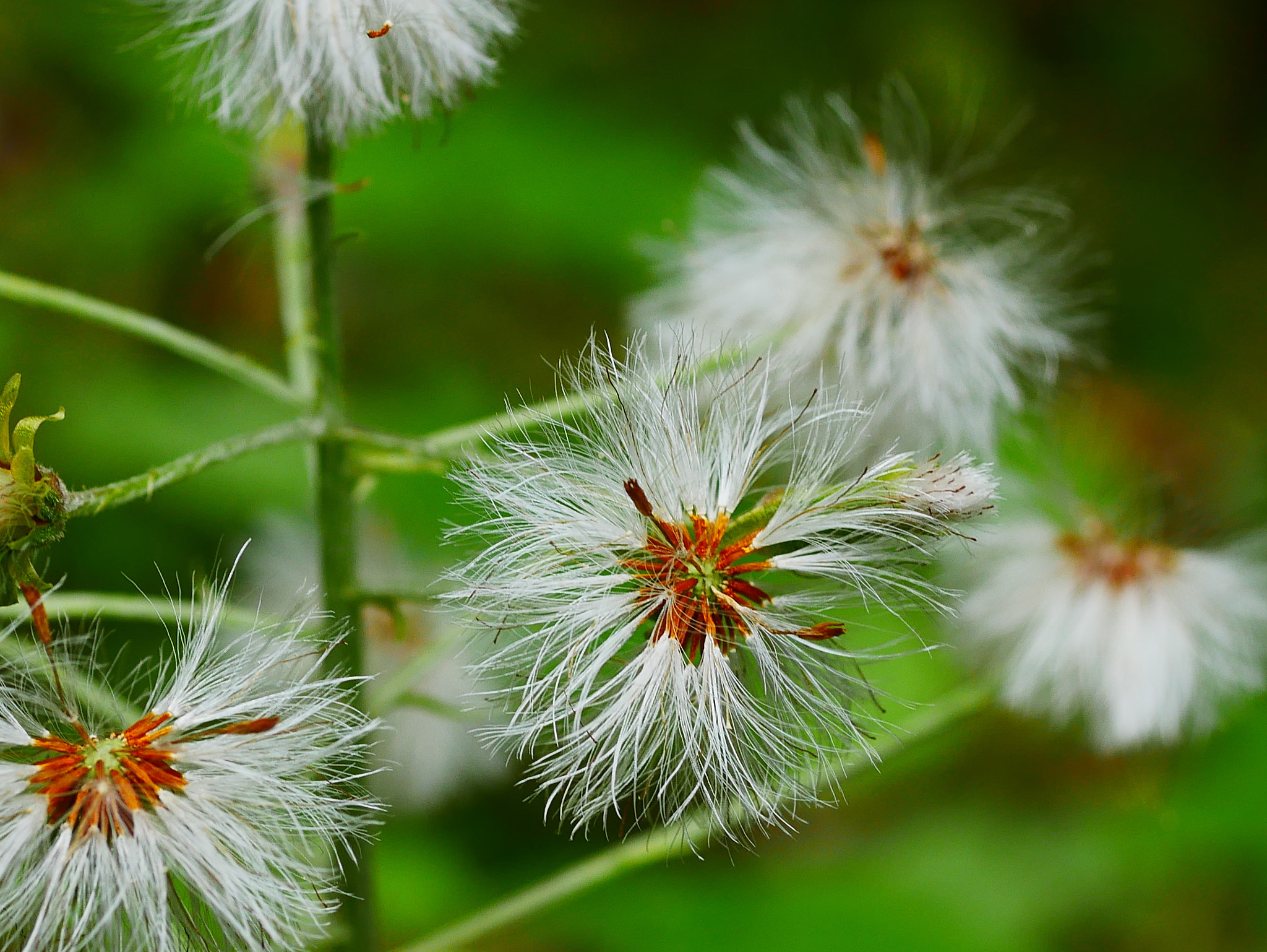 Panasonic DMC-G70 + Panasonic Lumix G Macro 30mm F2.8 ASPH Mega OIS sample photo. Sauvage photography