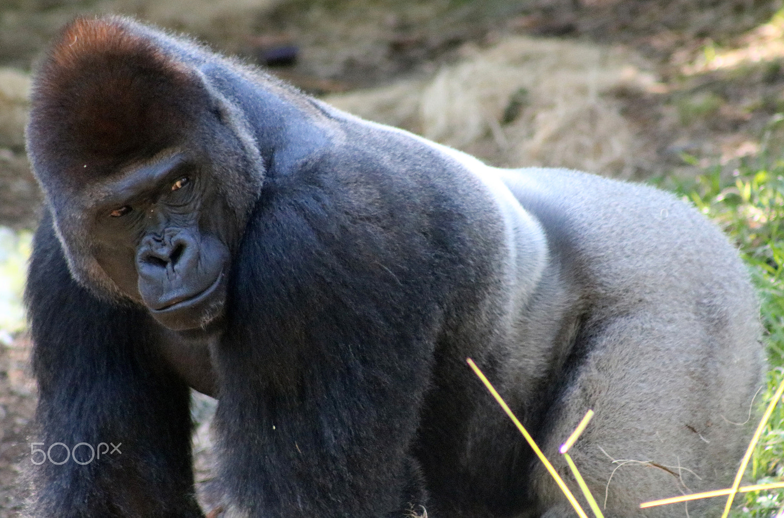 Canon EF 75-300mm f/4-5.6 USM sample photo. Gorilla 7518 photography