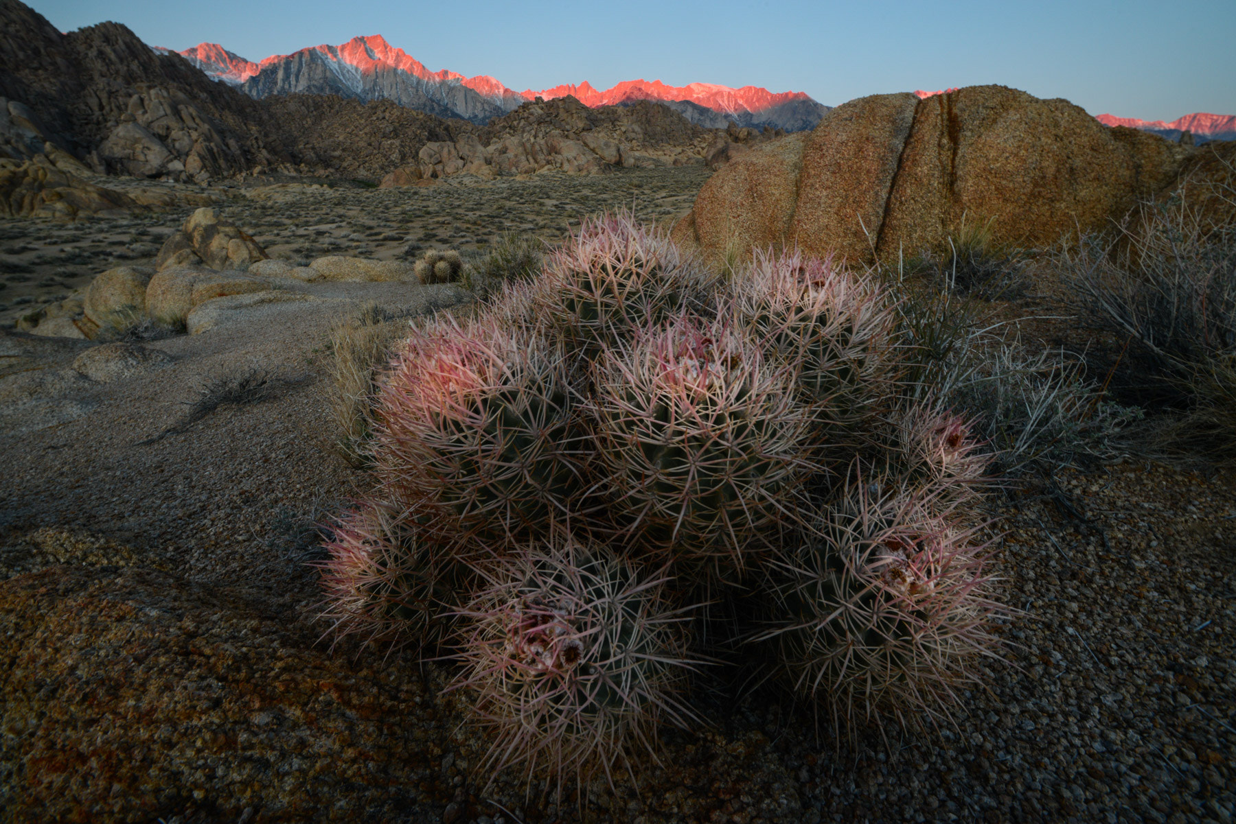 Sigma 14mm F2.8 EX Aspherical HSM sample photo. Cactus  sunrise over sierra mountains, california photography