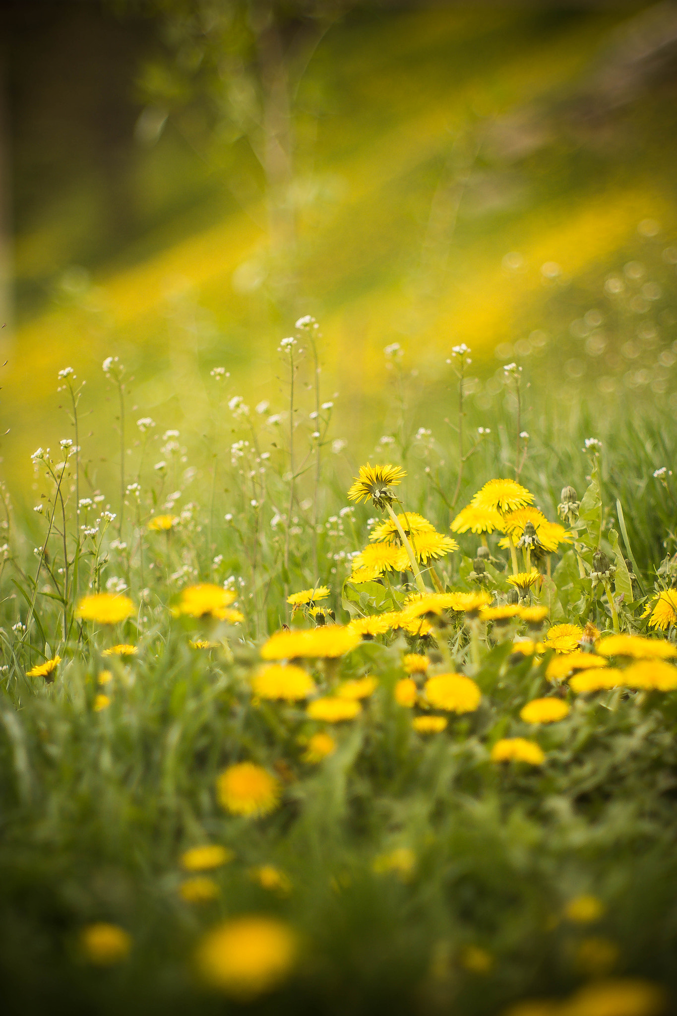 Canon EF 35-80mm f/4-5.6 sample photo