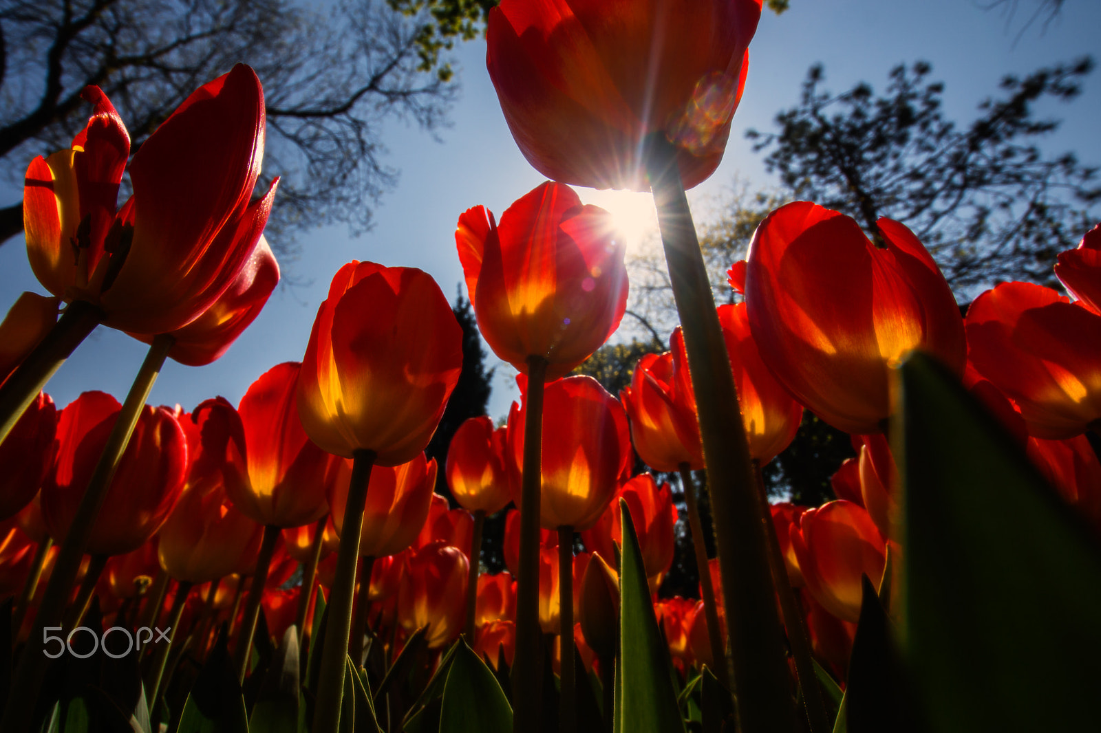 Sony SLT-A77 + Sony DT 11-18mm F4.5-5.6 sample photo. Tulips... photography