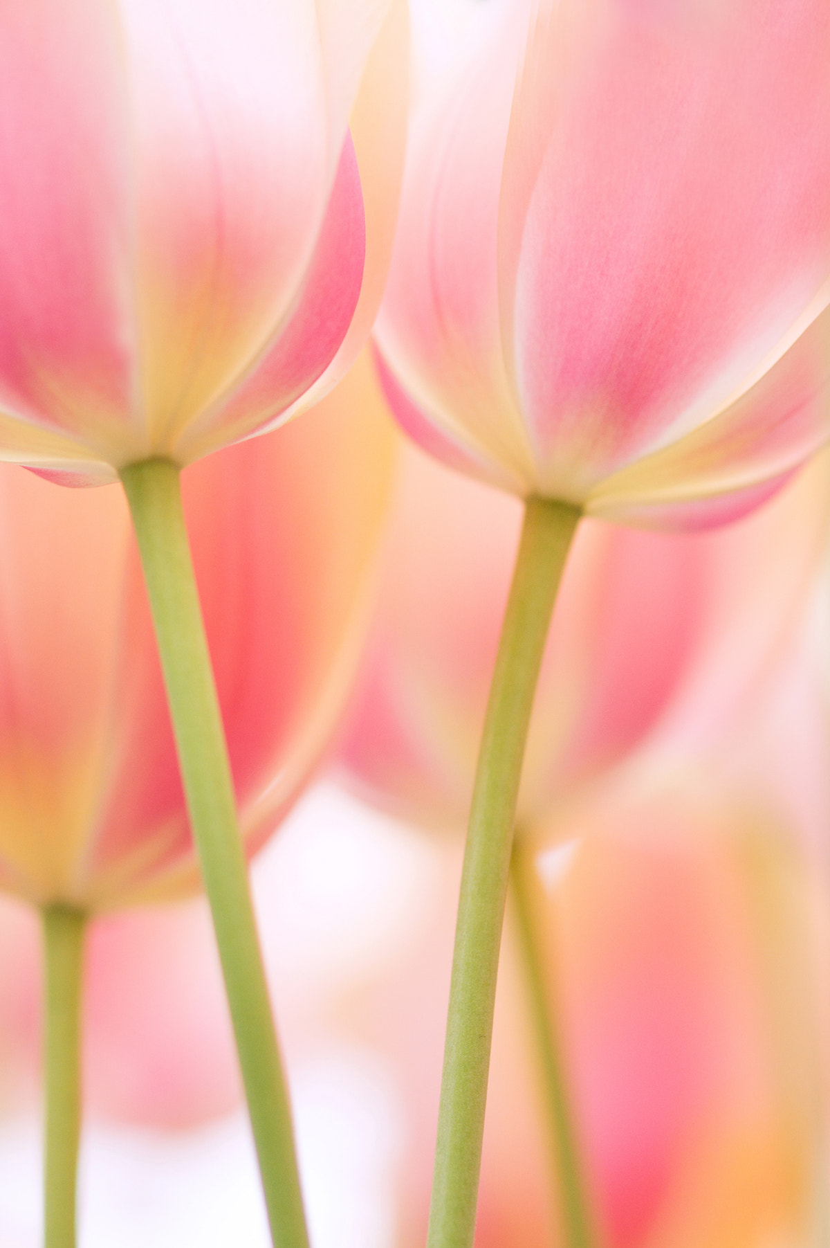 Sony Alpha DSLR-A550 + Sony 100mm F2.8 Macro sample photo. Tulips from holland photography