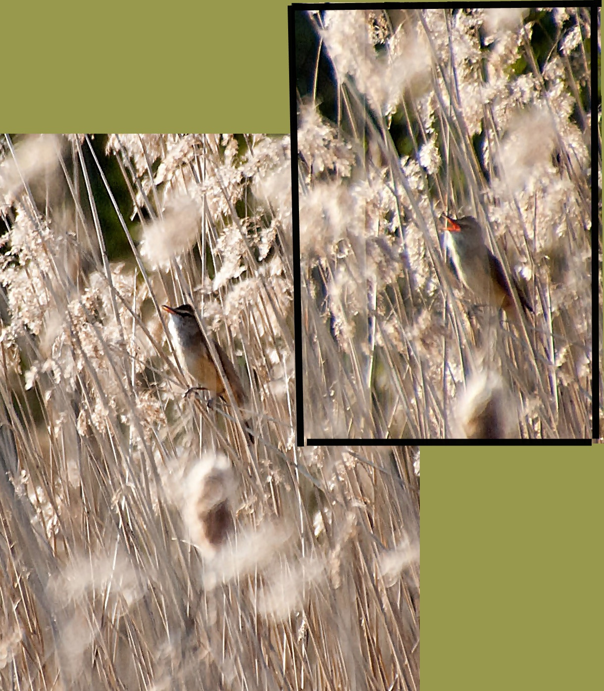 Sony Alpha DSLR-A300 + DT 18-270mm F3.5-6.3 SSM sample photo. Trzciniak (great reed warbler) photography
