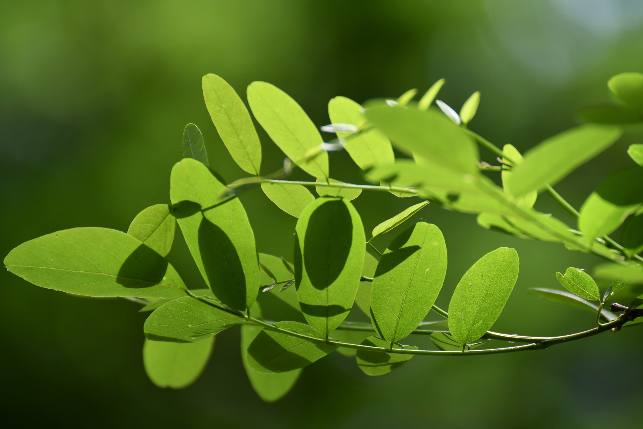 Nikon D500 sample photo. Nuances de verts photography