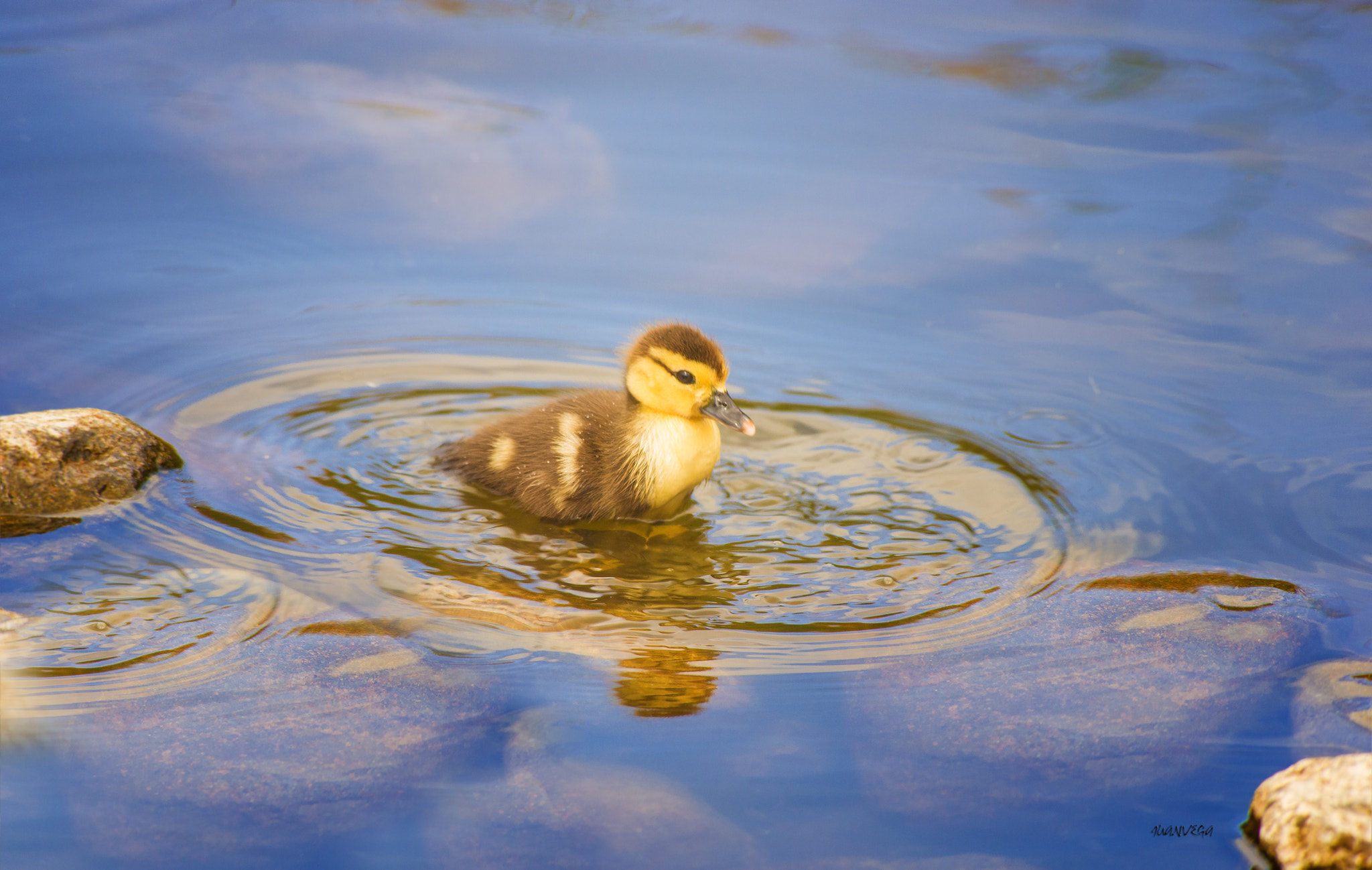 Sony 75-300mm F4.5-5.6 sample photo. Pato photography