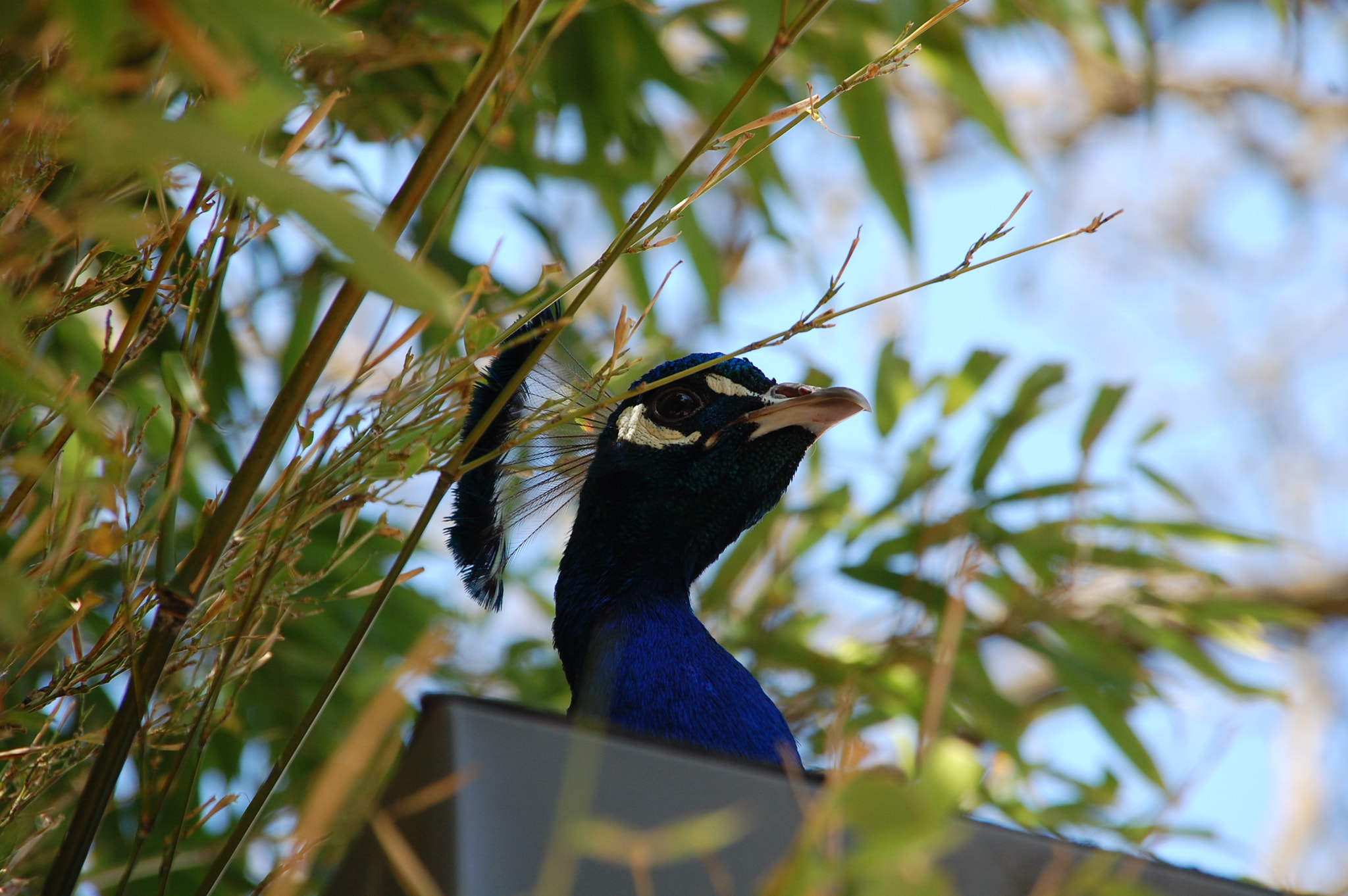 Nikon D40 + Sigma 18-200mm F3.5-6.3 DC sample photo. Peacock photography