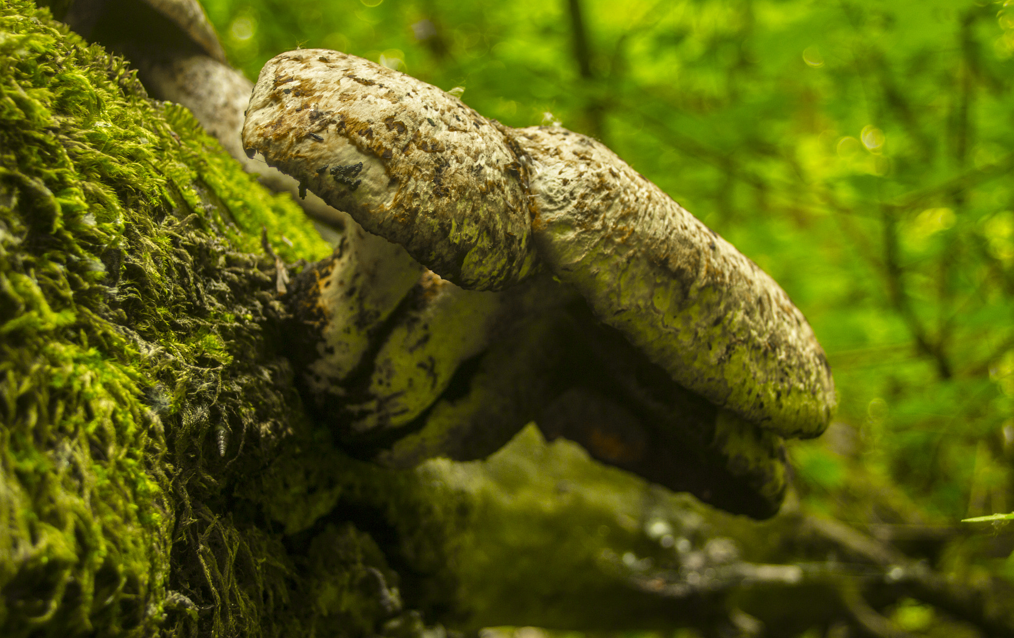 Sigma 18-50mm f/3.5-5.6 DC sample photo. Mmmushroom photography