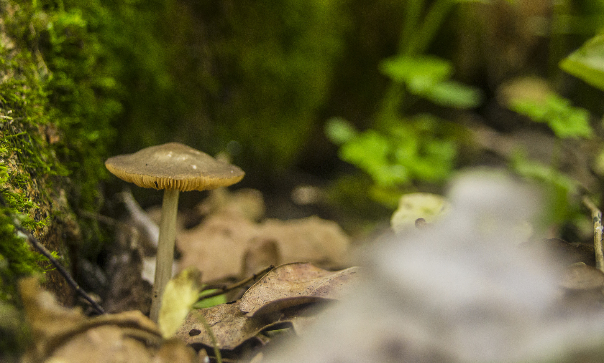 Sigma 18-50mm f/3.5-5.6 DC sample photo. Mmmushroom photography