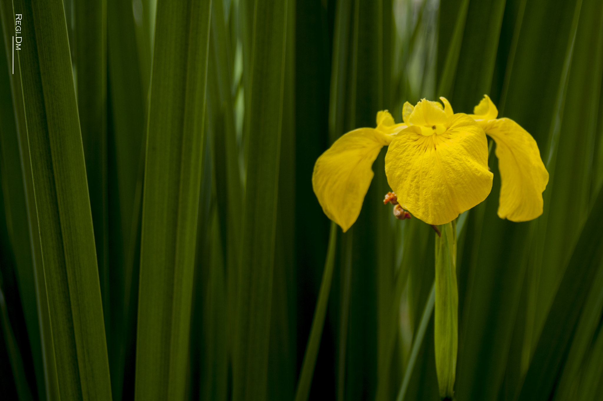 AF Zoom-Nikkor 28-80mm f/3.3-5.6G sample photo. Yellow iris photography