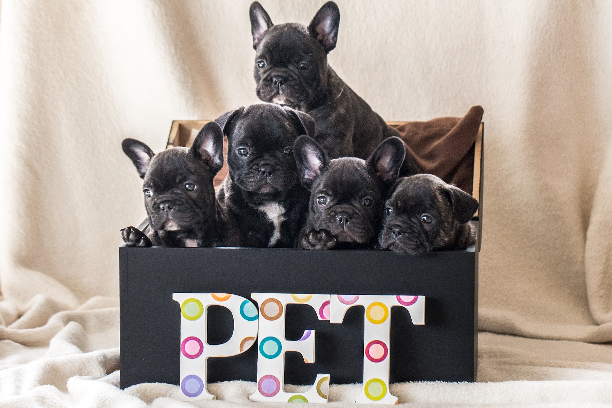 Canon EOS 650D (EOS Rebel T4i / EOS Kiss X6i) sample photo. ❤️ puppies ❤️ photography