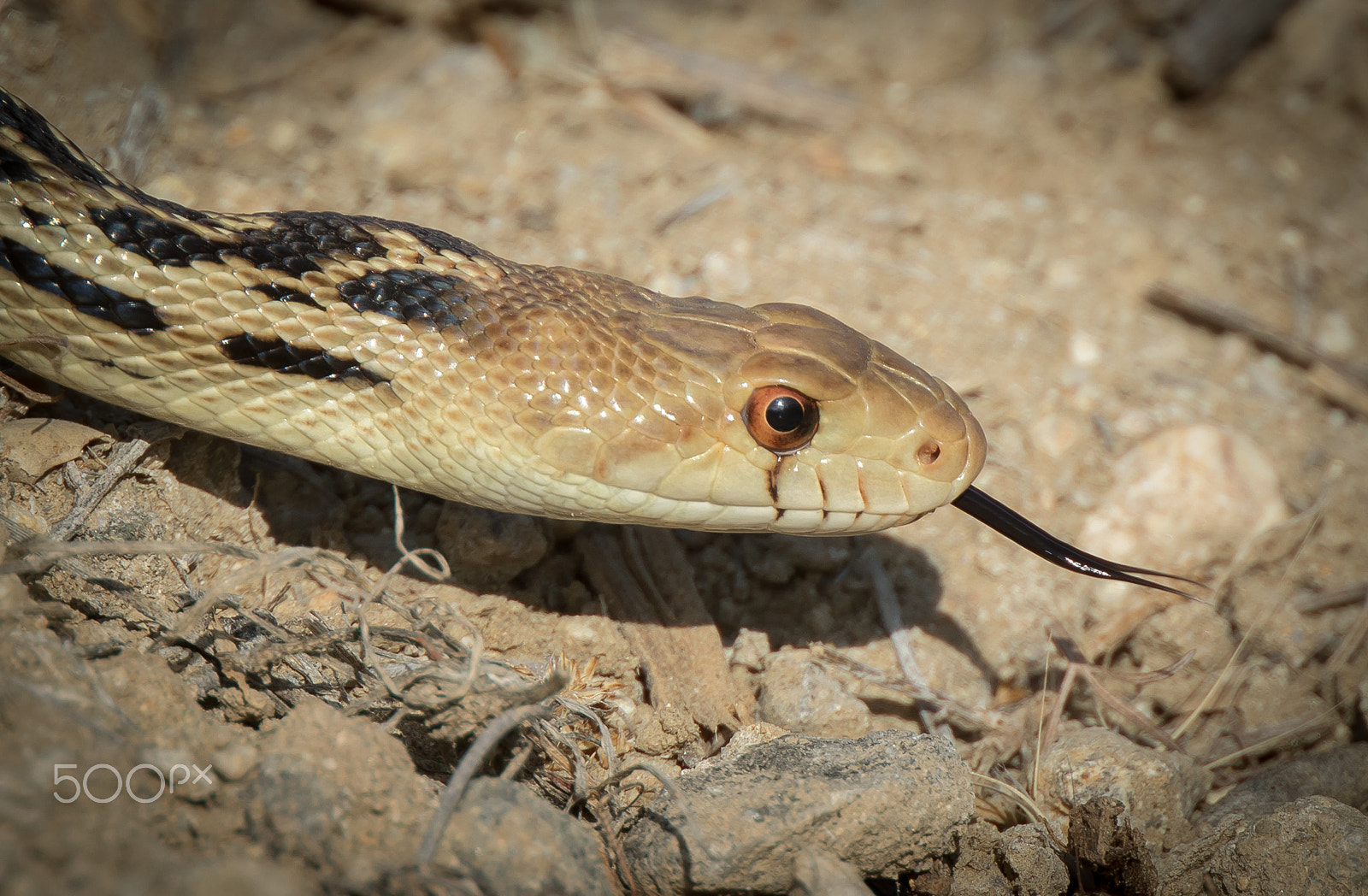 Canon EF 400mm F4 DO IS II USM sample photo. Gopher snake photography