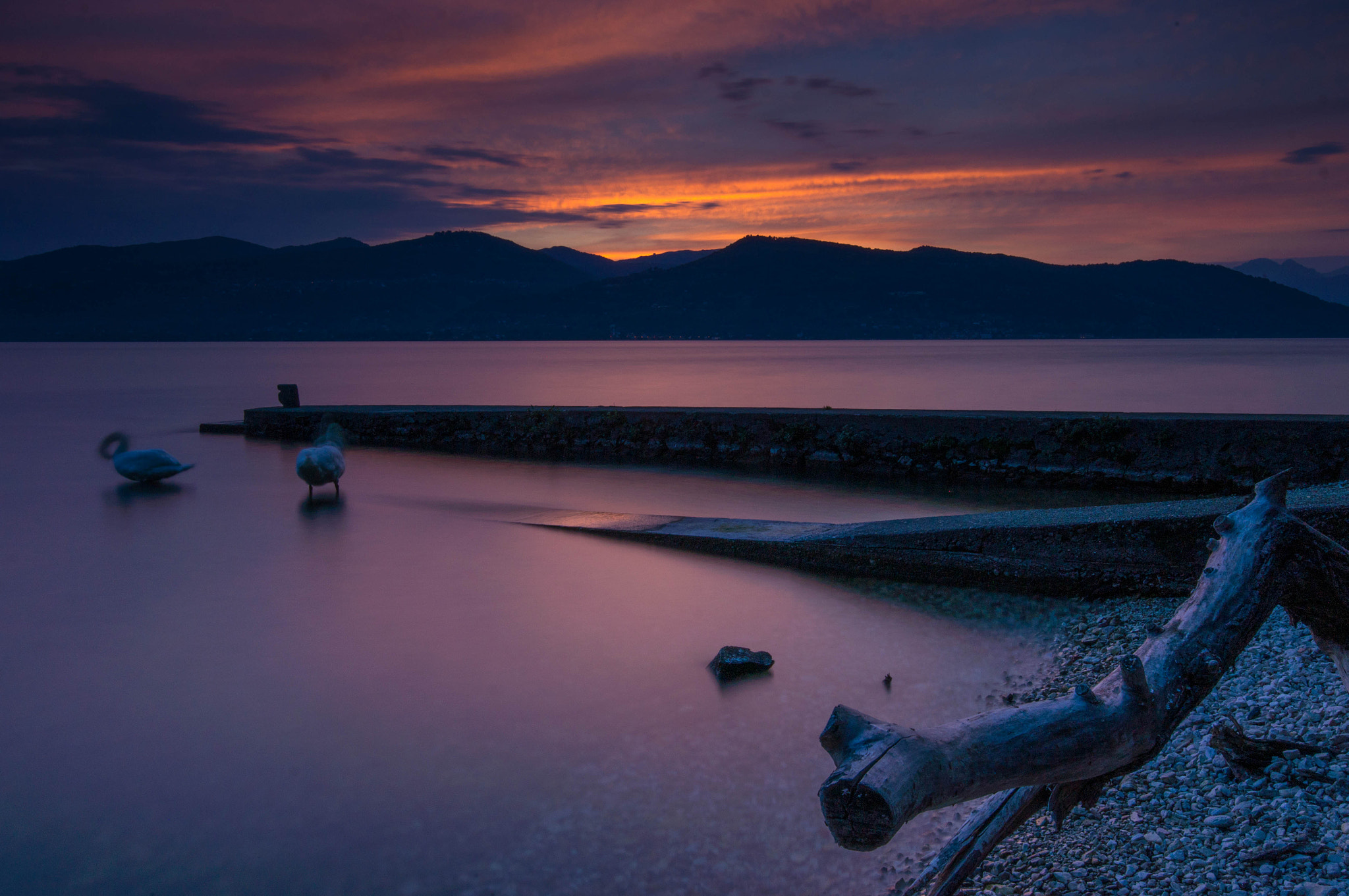 Tamron 18-270mm F3.5-6.3 Di II PZD sample photo. Swans at sunset photography