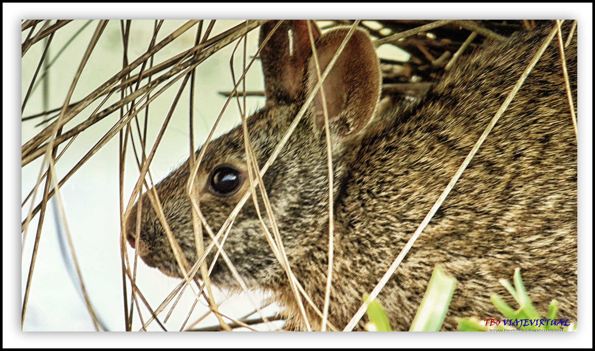 Fujifilm FinePix F850EXR sample photo. Eastern cottontail photography
