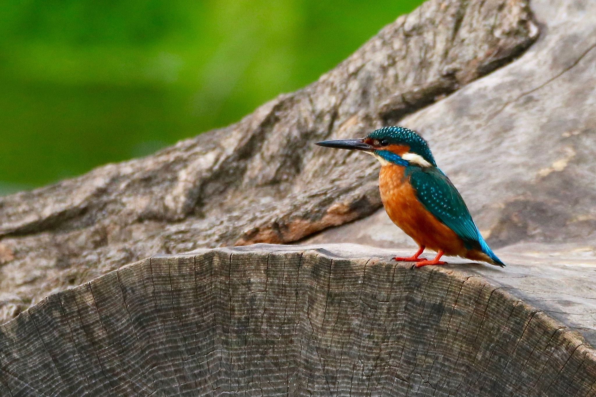 Canon EOS 760D (EOS Rebel T6s / EOS 8000D) + Tamron SP 150-600mm F5-6.3 Di VC USD sample photo. Male kingfisher on a log photography