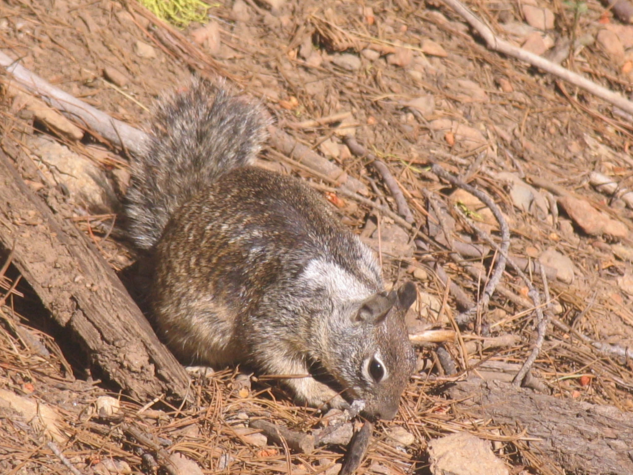 Canon POWERSHOT PRO1 sample photo. Mariposa grove of giant sequoias photography