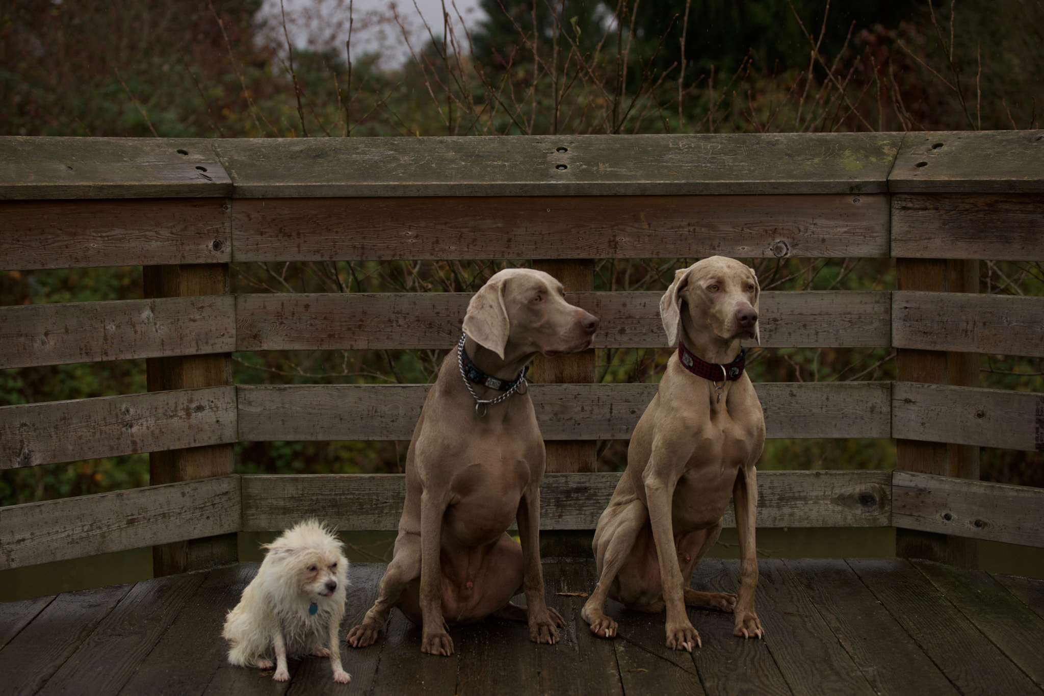 Sony a99 II + Tamron SP 70-200mm F2.8 Di VC USD sample photo. Our family photography