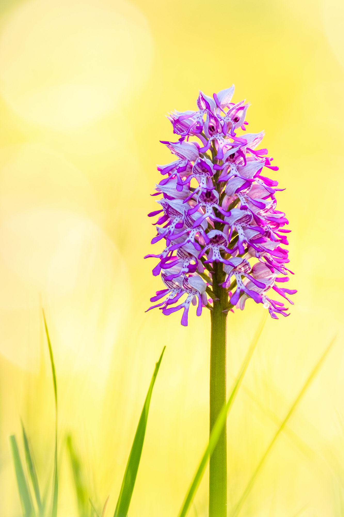 XF100-400mmF4.5-5.6 R LM OIS WR + 1.4x sample photo. Military orchid photography