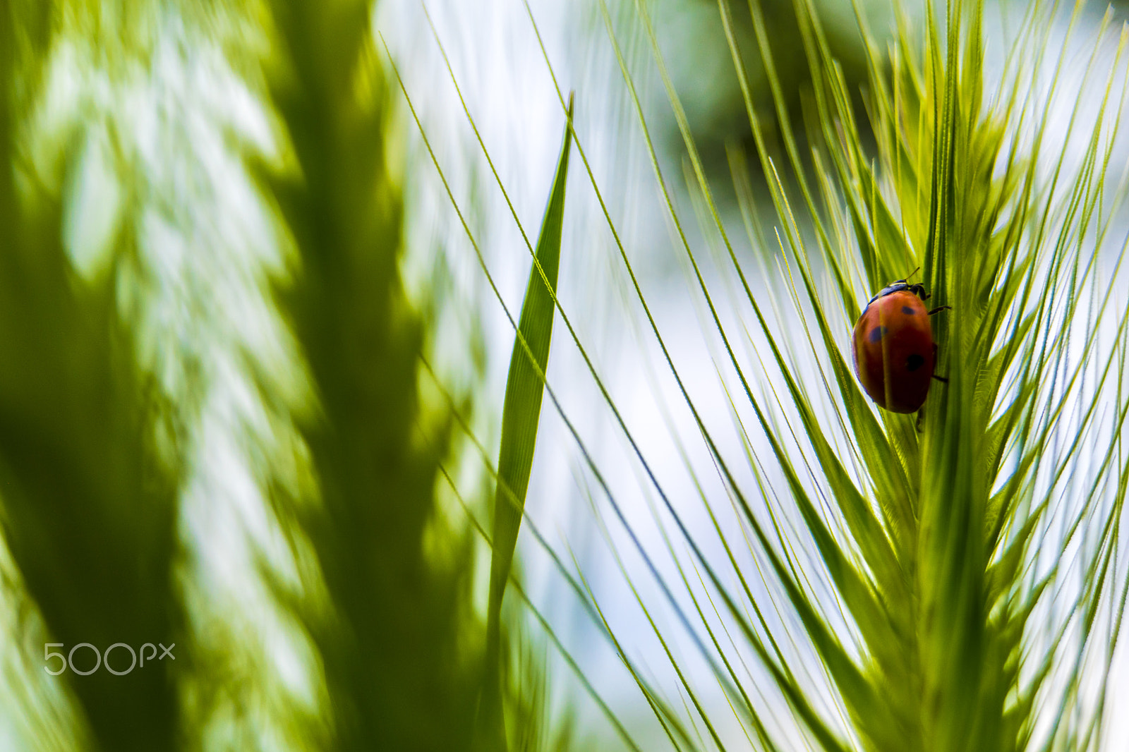 Sony SLT-A68 sample photo. Ladybug on the grass photography
