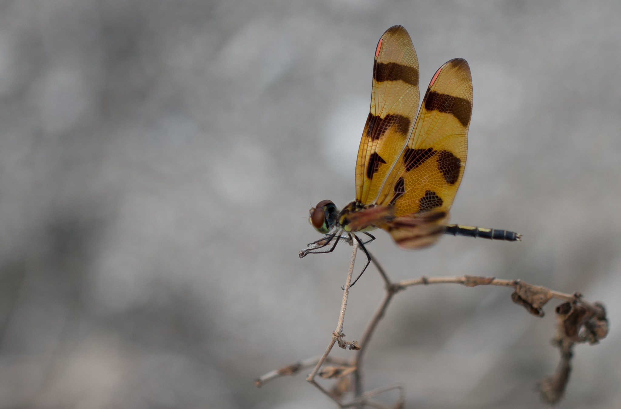 Sony a7R II + Canon EF 100mm F2.8L Macro IS USM sample photo. Dragon fly a la macro photography