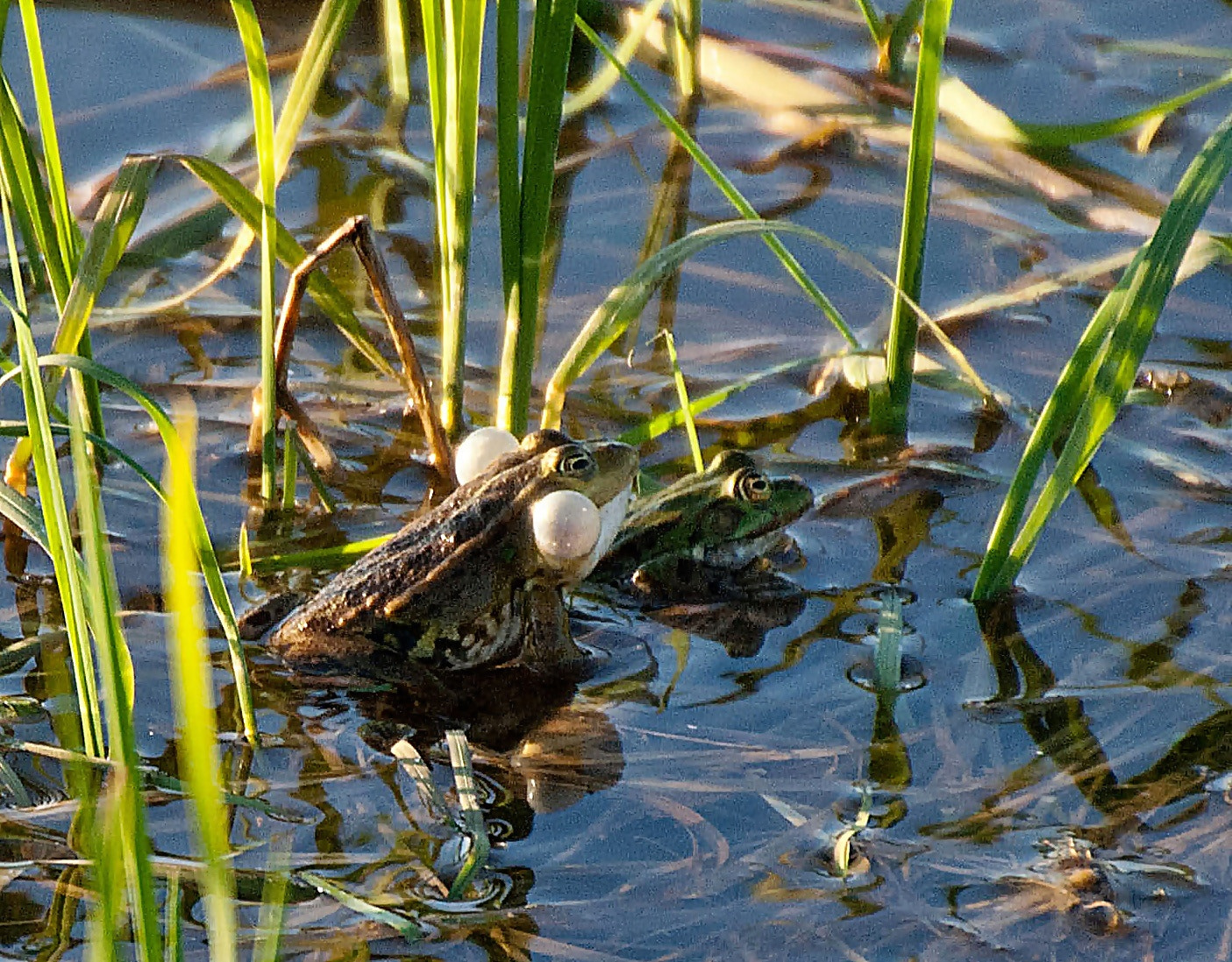 Sony Alpha DSLR-A300 + DT 18-270mm F3.5-6.3 SSM sample photo. Zaloty photography