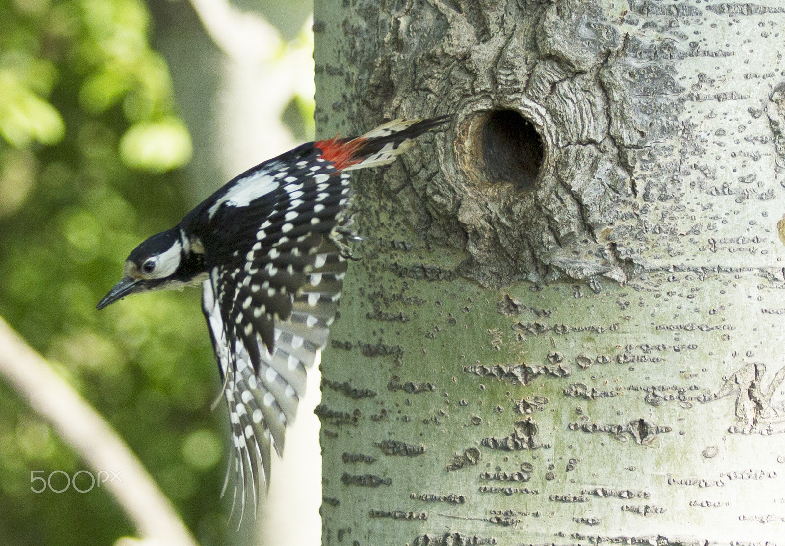 Canon EF 70-200mm F2.8L IS II USM sample photo. Red woodpecker photography