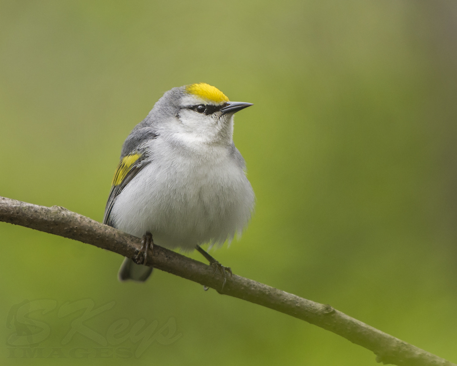 Nikon D7200 + Sigma 500mm F4.5 EX DG HSM sample photo. Just one brew please (brewster's warbler) photography