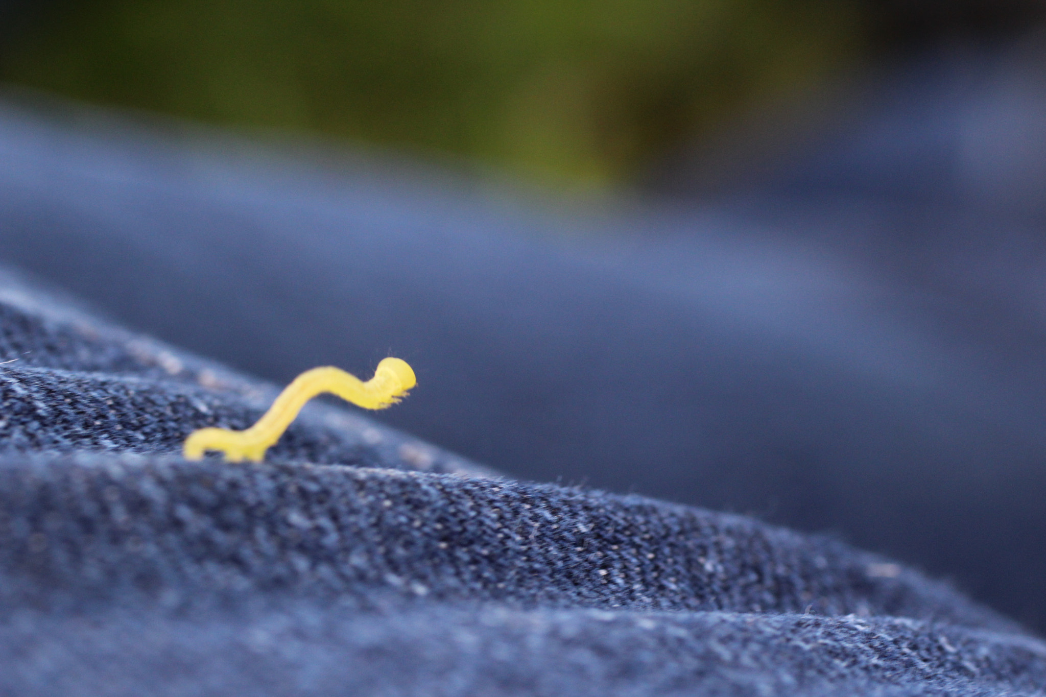 Canon EF 50mm F2.5 Macro sample photo. Deserto azul photography