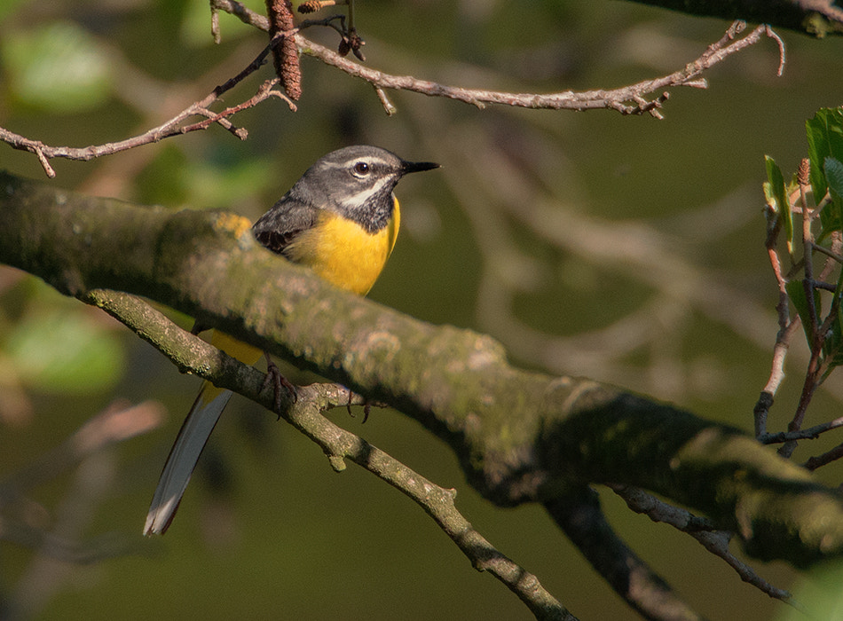 Olympus PEN E-PM2 sample photo. Motacilla cinerea photography