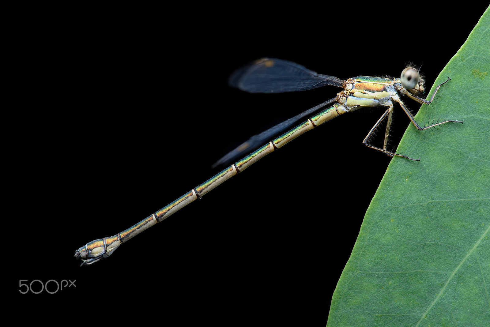 Sigma 150mm F2.8 EX DG Macro HSM sample photo. Damselfly night stack photography